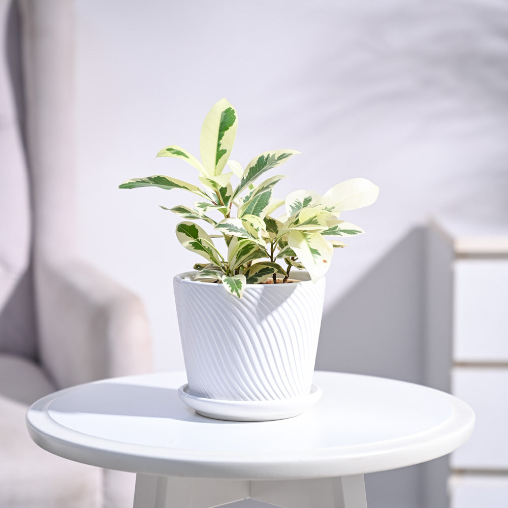 Ugaoo Ficus Prestige Plant - view 127