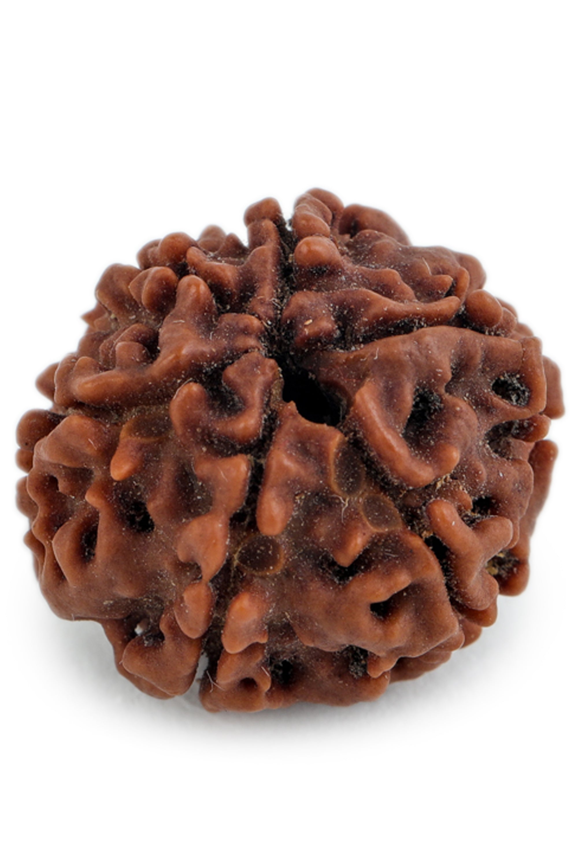 Studio Vaidik 6 mukhi Natural Rudraksha - view 3