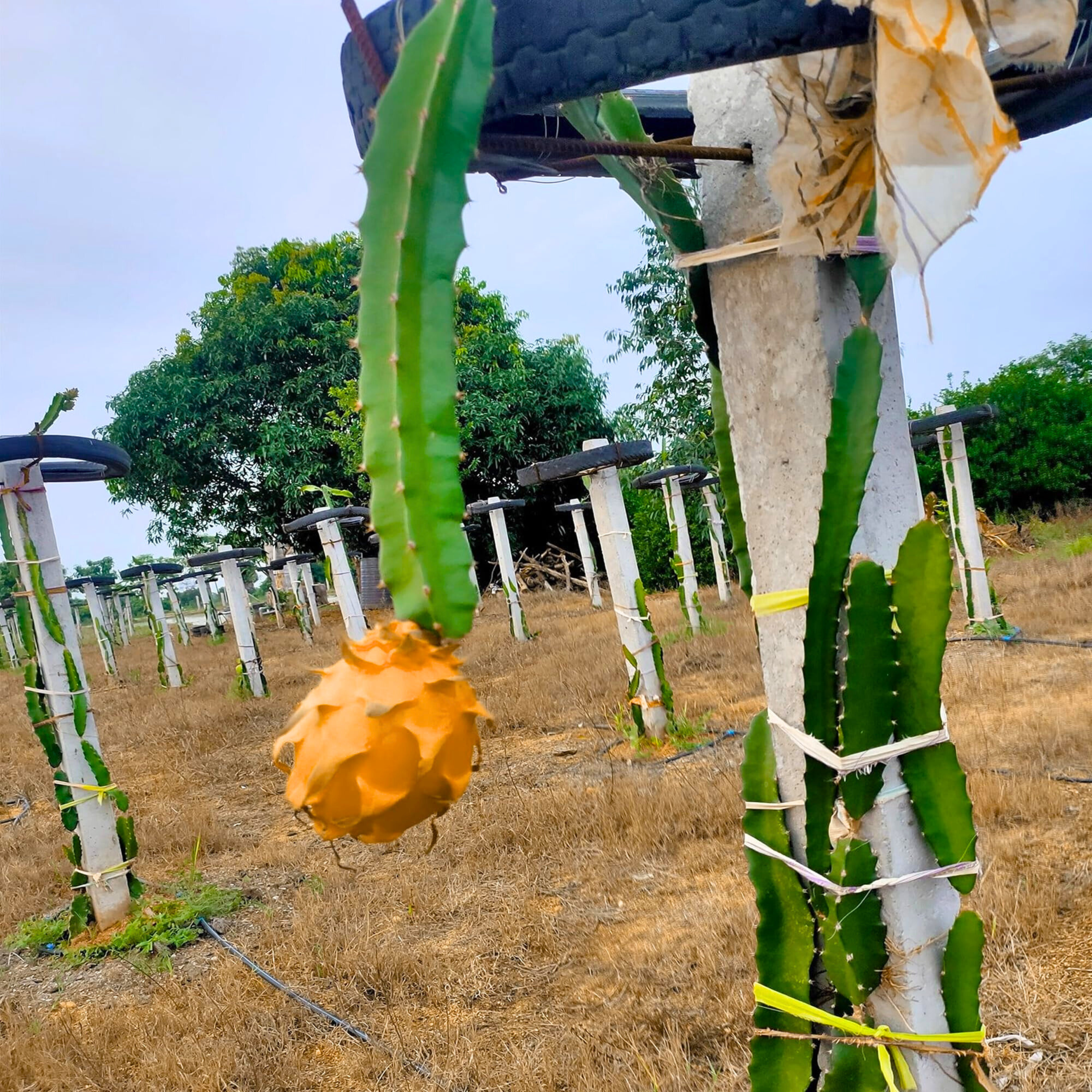DZ Hawaiian Orange Dragon Fruit Rare Grafted Live Plant