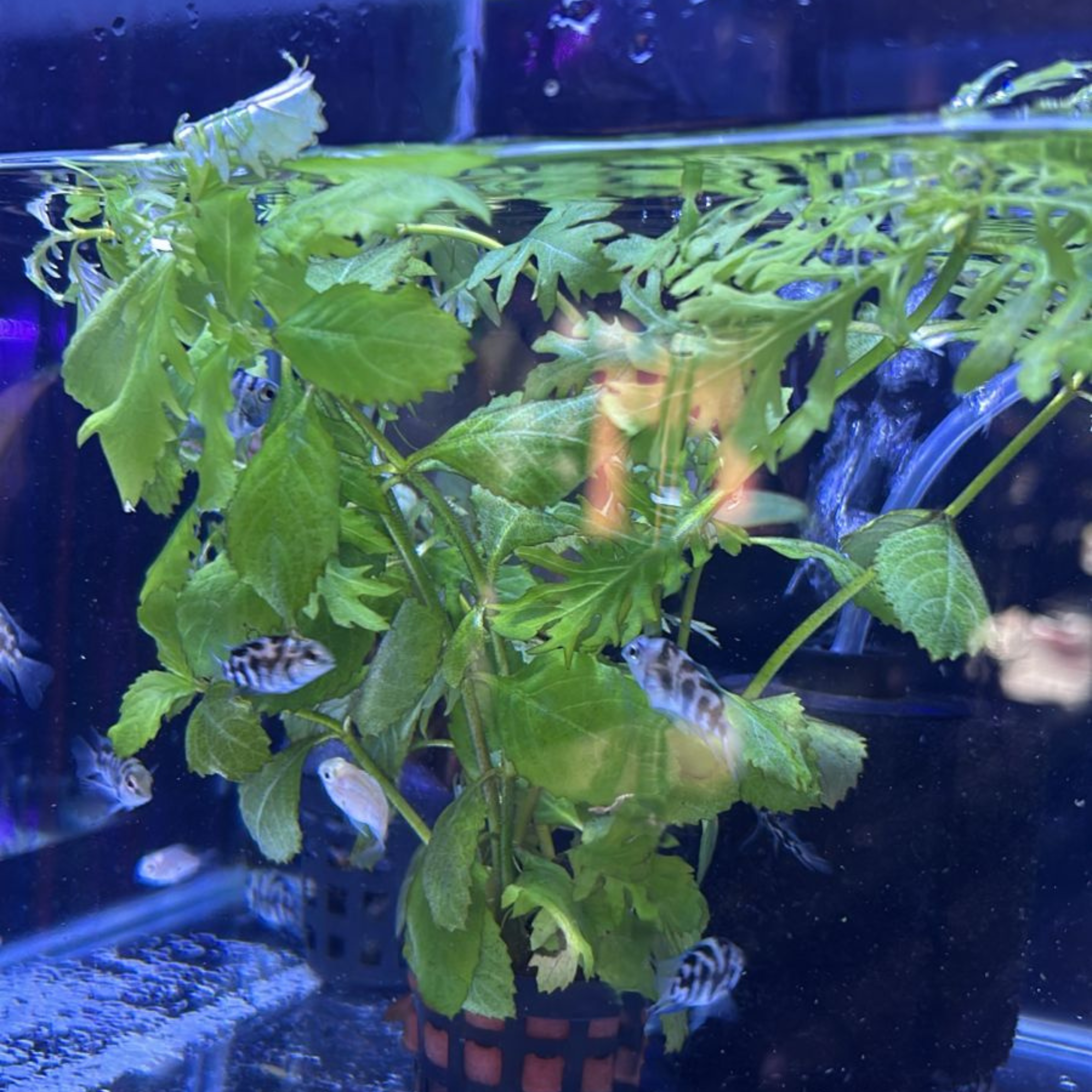 MRWP Water Wisteria (Hygrophila difformisa) Aquarium Live Plant - view 6