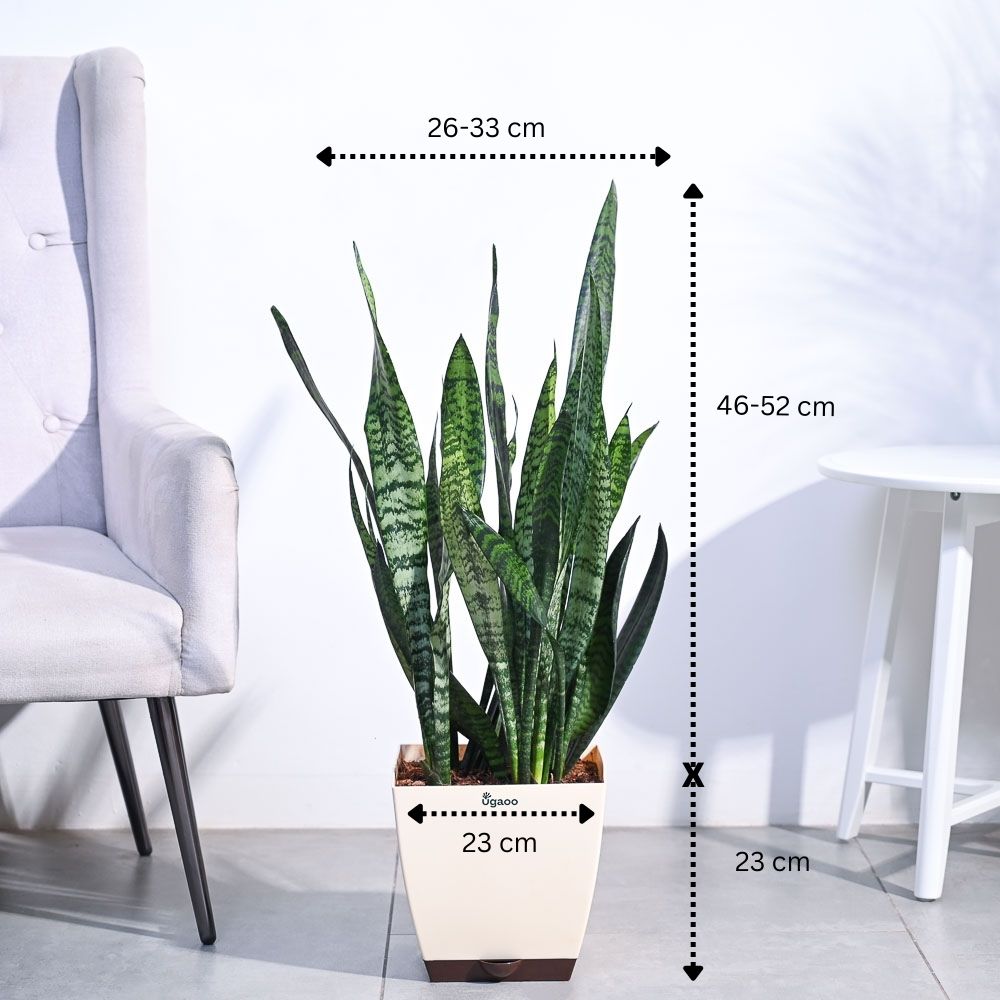 Ugaoo Sansevieria Zeylanica - XL - view 3