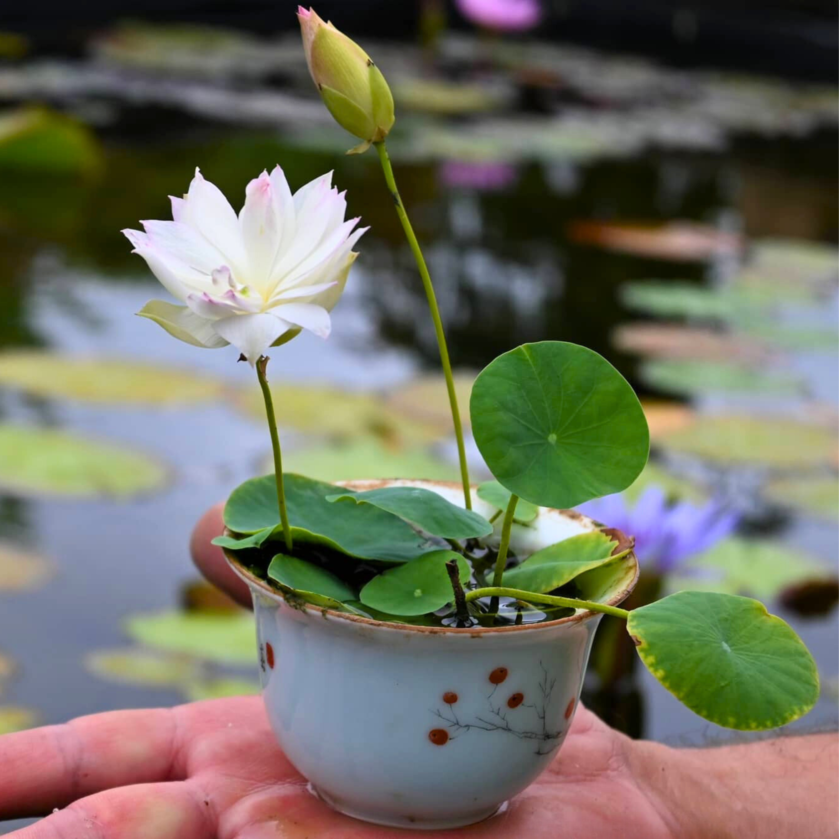 DZ First Fall Micro Lotus Tuber - view 3