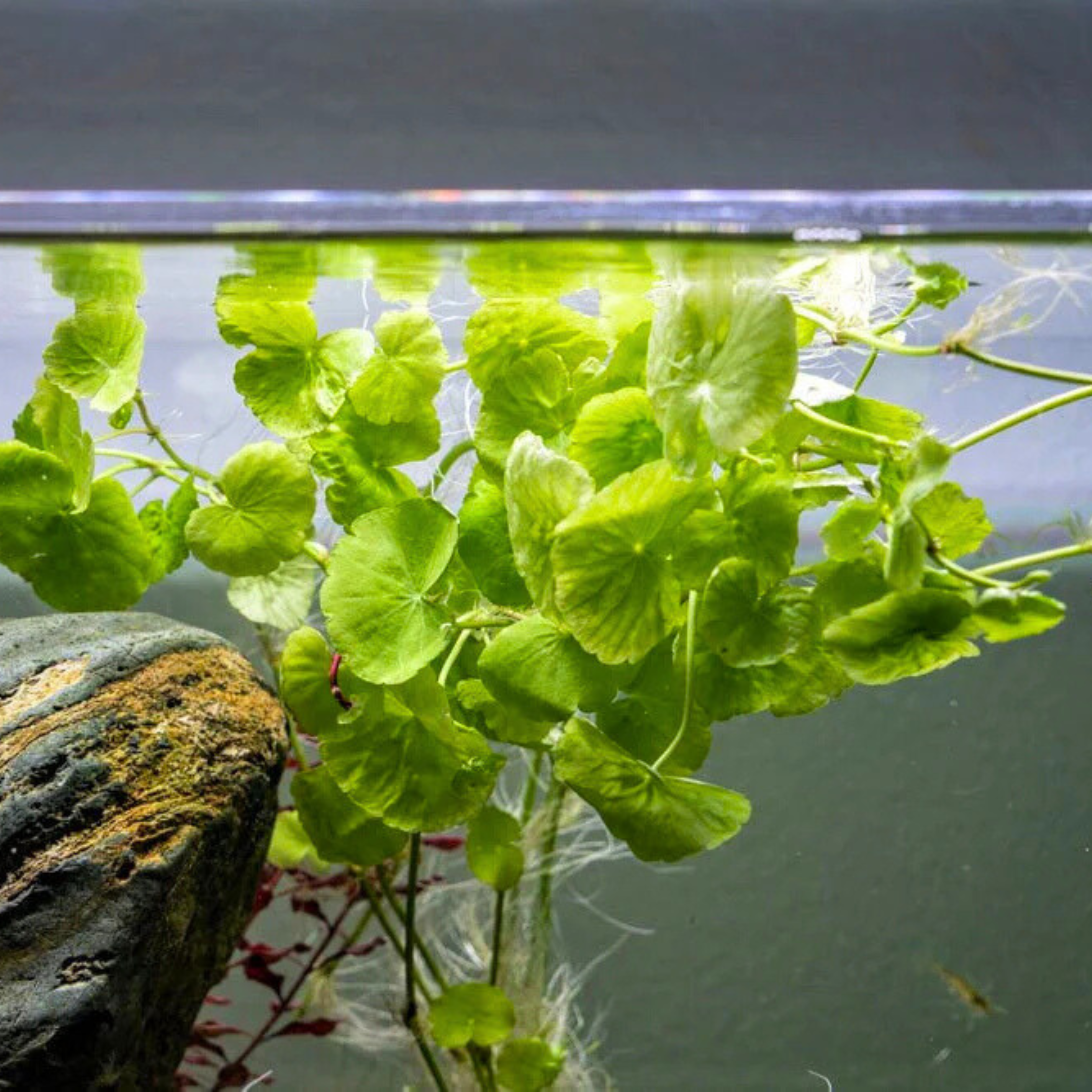 MRWP Brazilian Pennywort (hydrocotyle leucocephala) Aquarium Live Plant