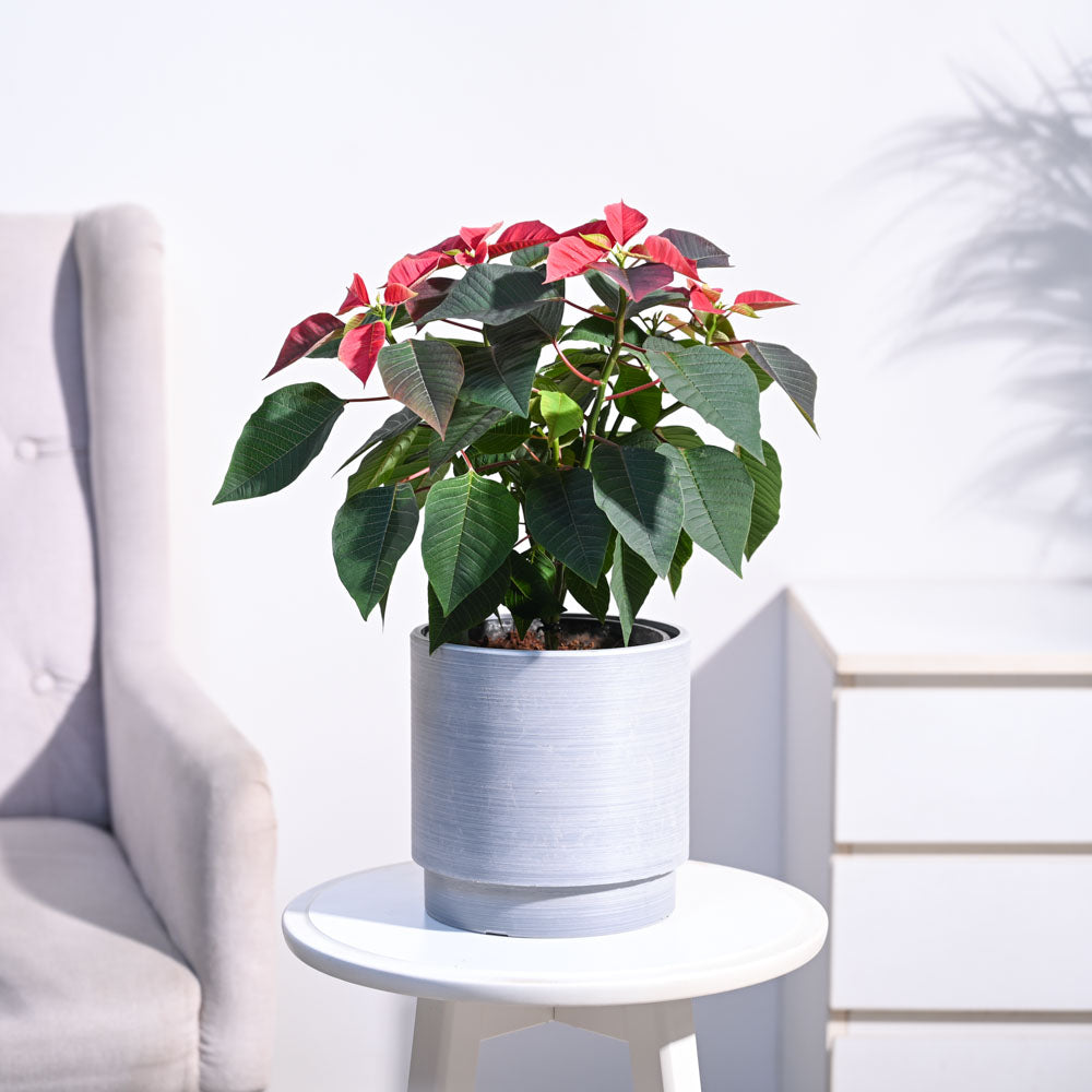 Ugaoo Poinsettia Red Plant with Oslo Planter