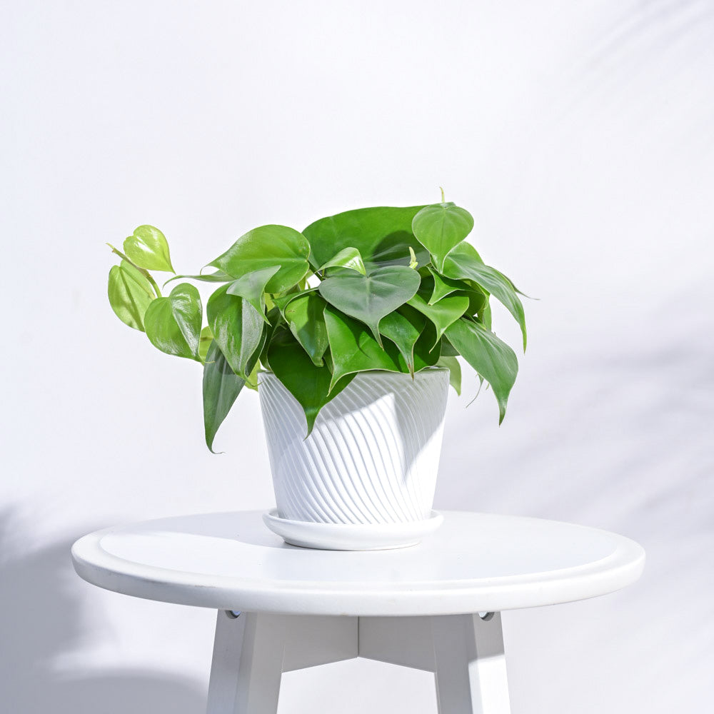 Ugaoo Spiro Ceramic Pot