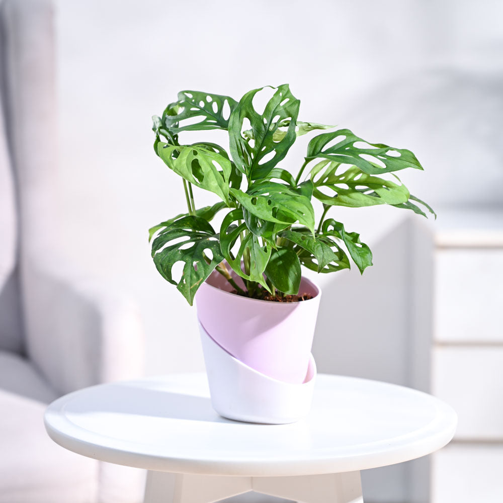 Ugaoo Broken Heart Plant - view 15