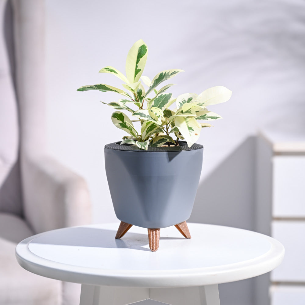 Ugaoo Ficus Prestige Plant - view 135