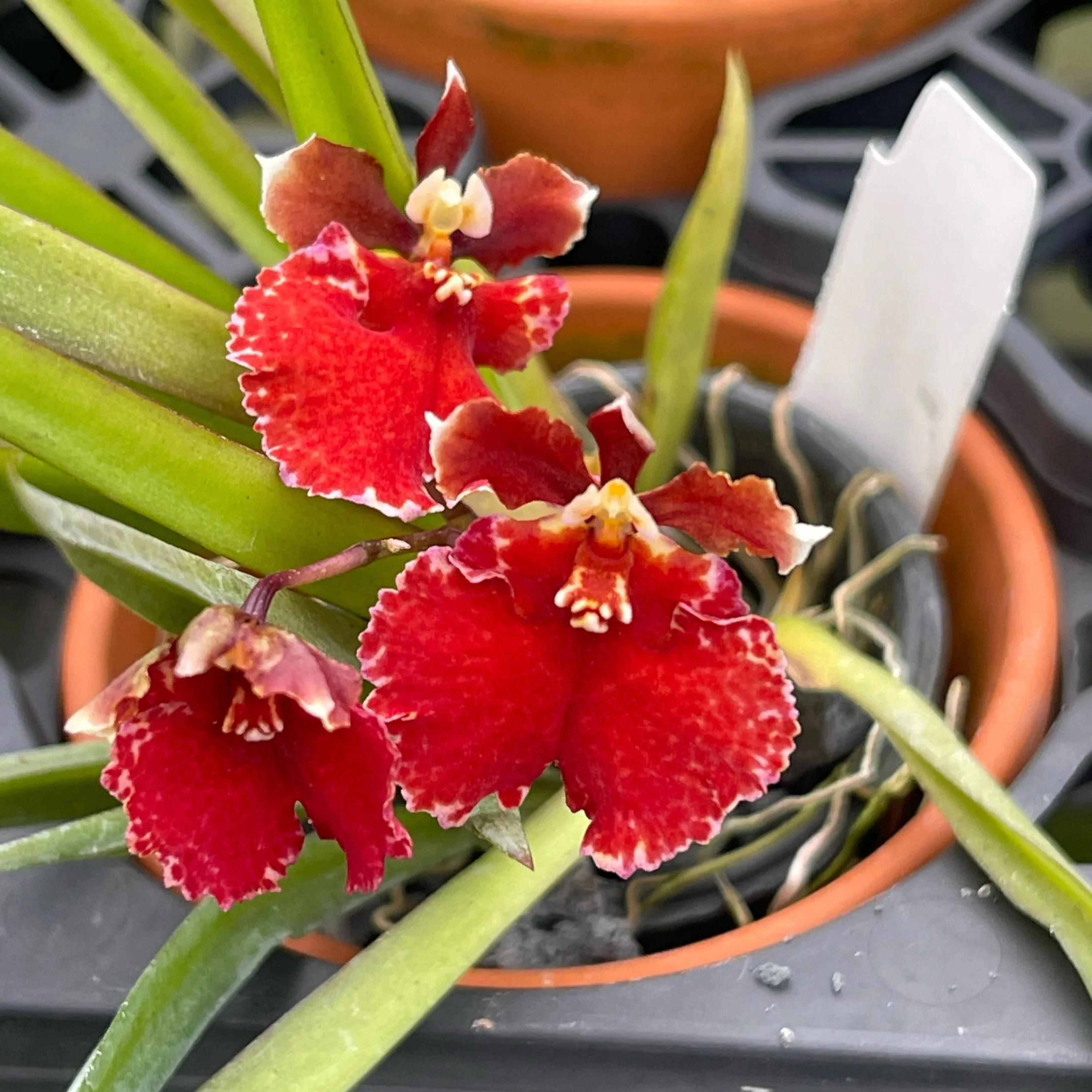 DZ Tolumnia Flyer Red Cherry