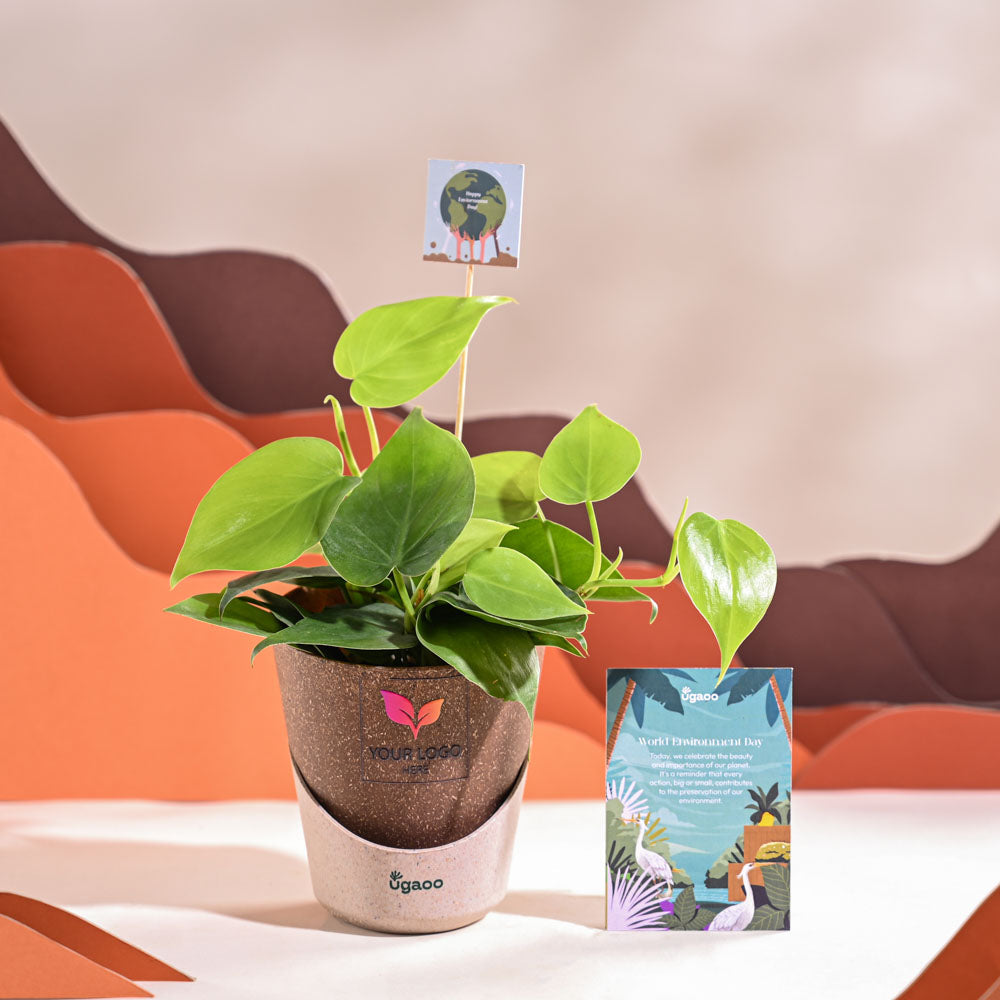 Ugaoo Philodendron Oxycardium Green Plant For Environment Day Gifting - view 32