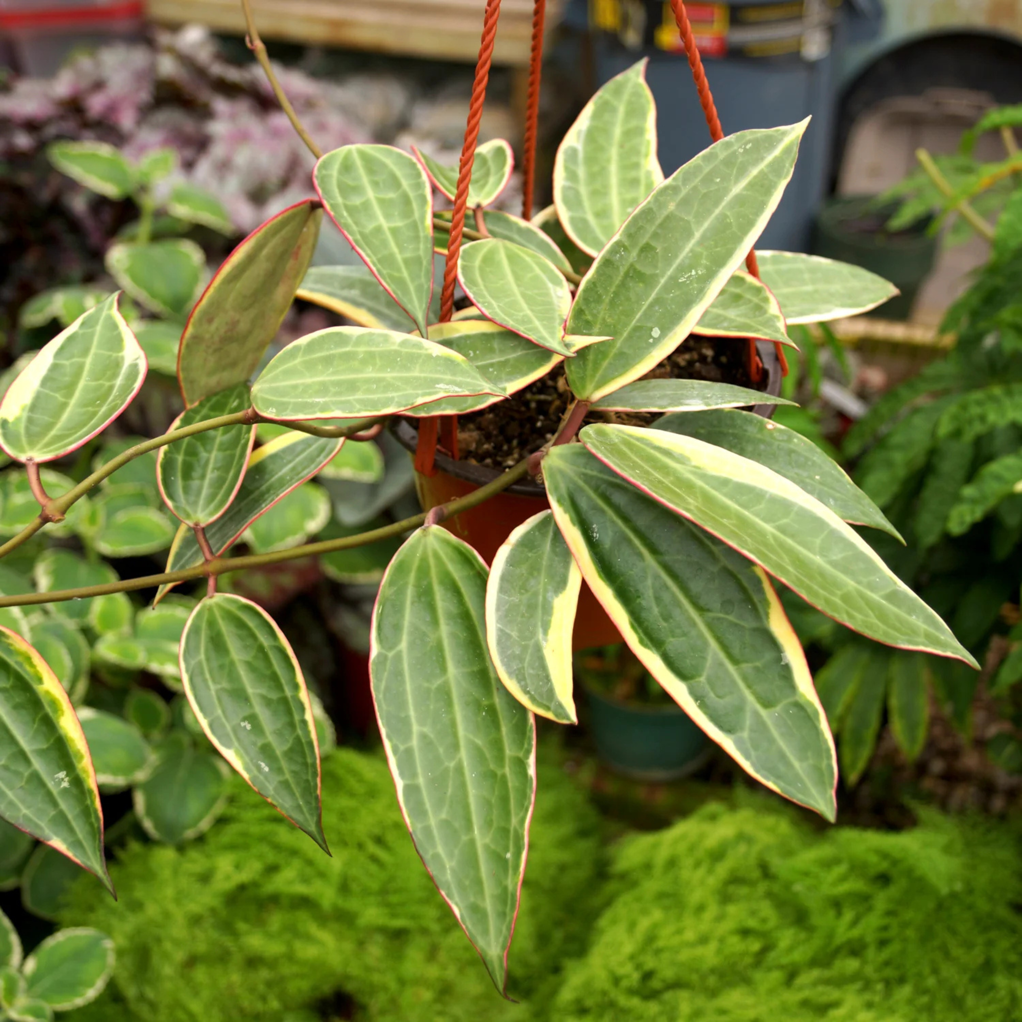 DZ Hoya Macrophylla Albomarginata - view 3