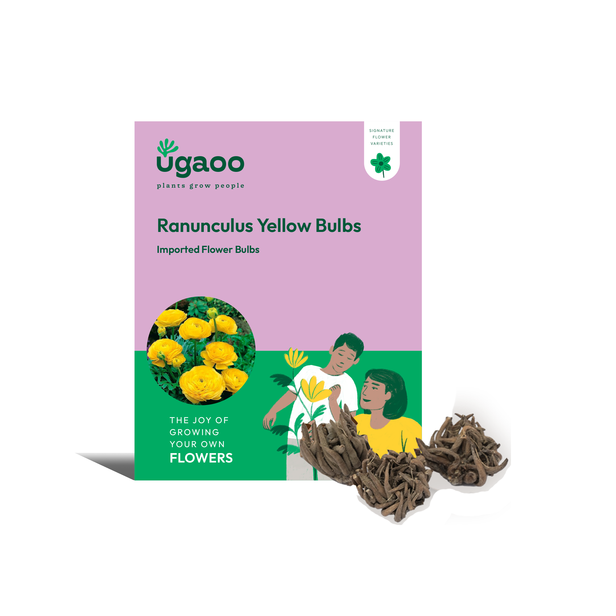 Ugaoo Ranunculus Yellow Bulbs