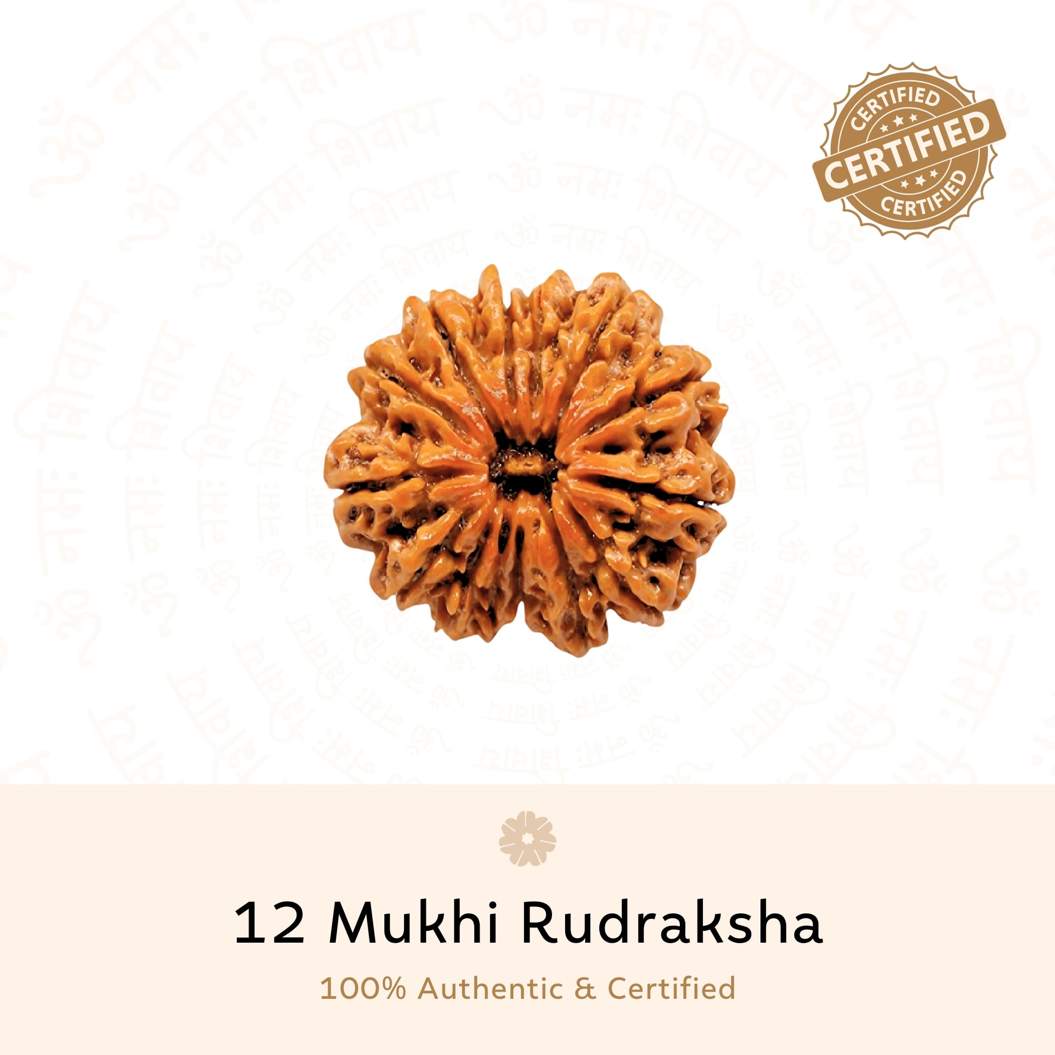 Prinjal Jewellers 12 Mukhi Rudraksha ( Nepali ) - view 2