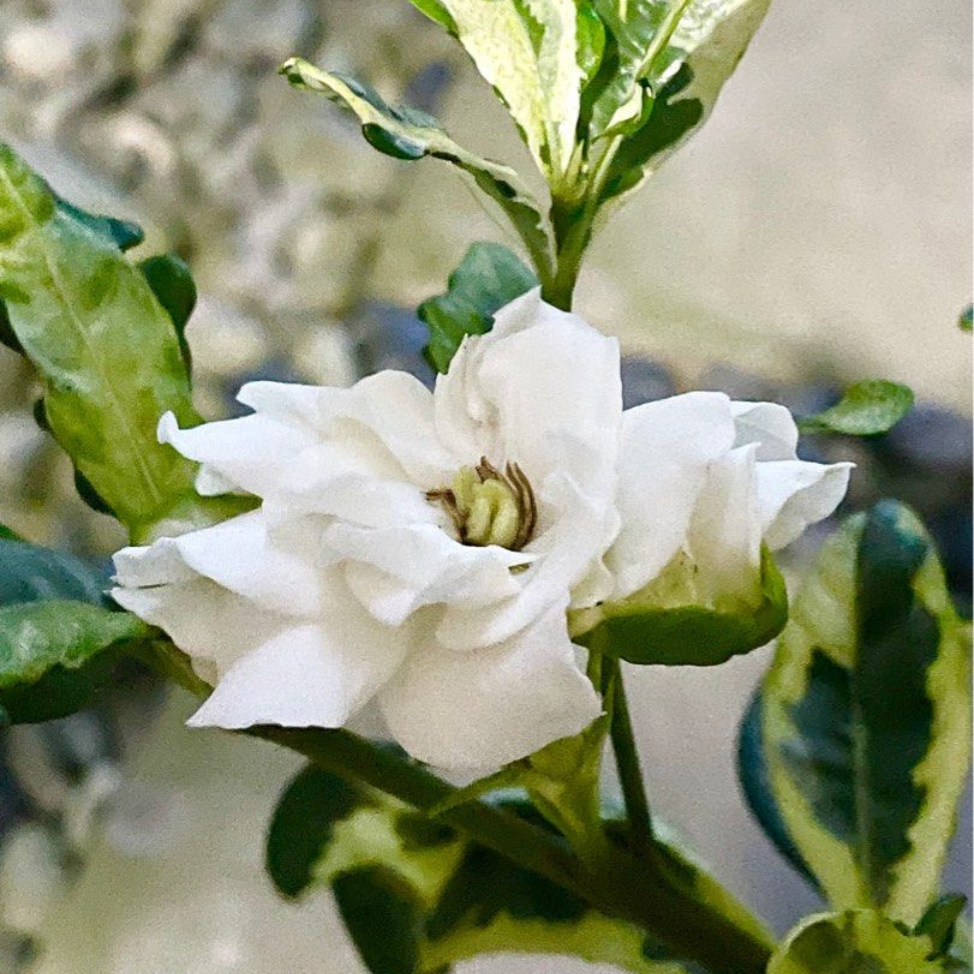 MR Gardenia Variegated All Time Flowering Live Plant - view 2