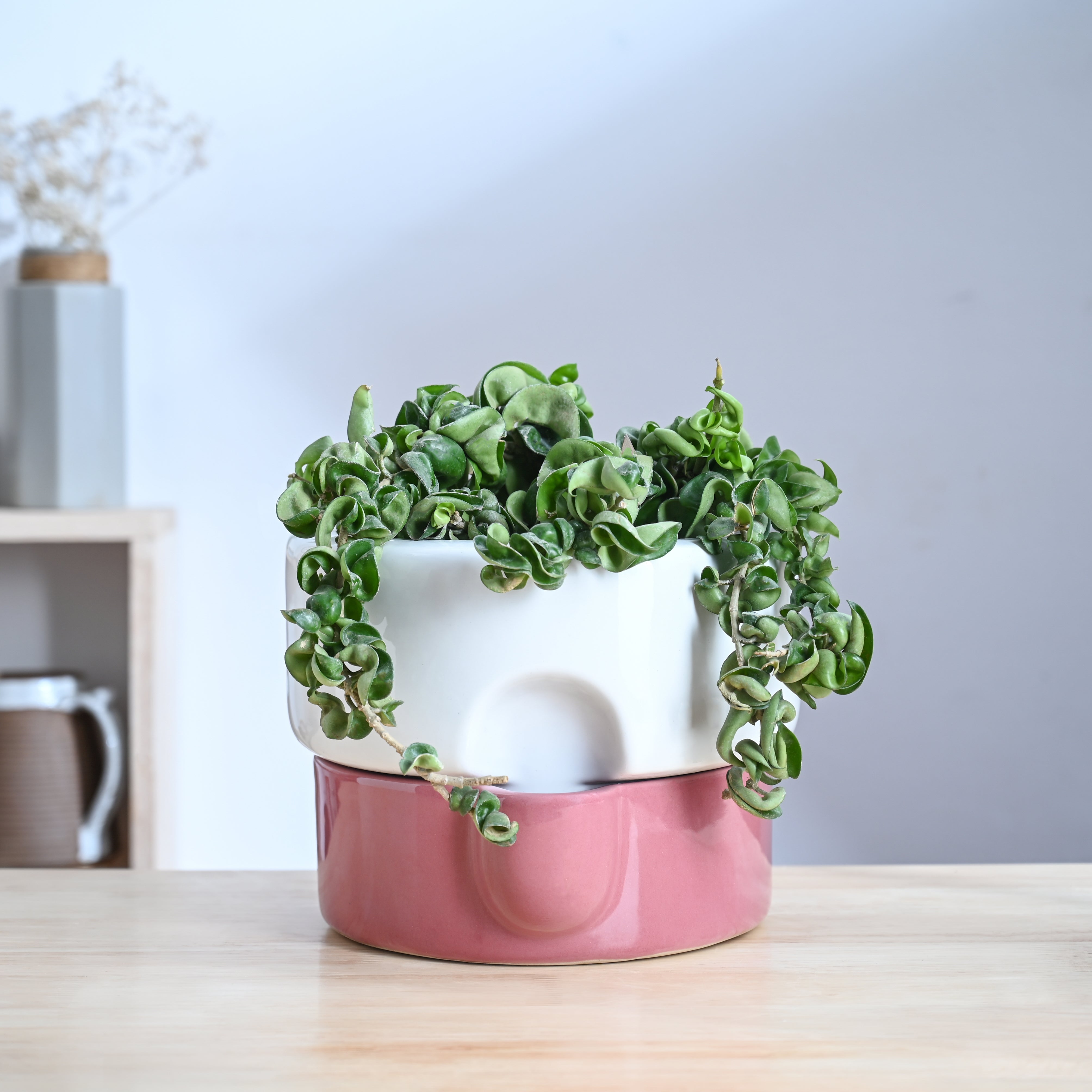 Ugaoo Flower Sunflower Ceramic Planter - view 25