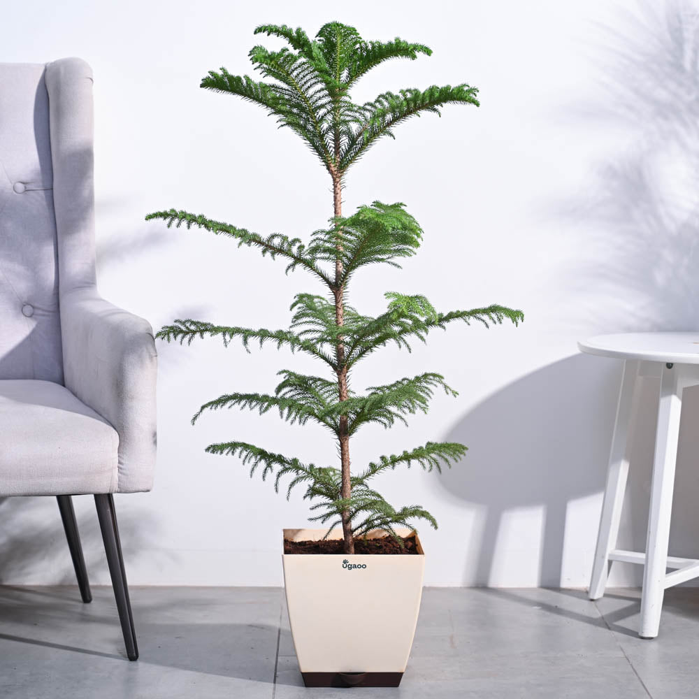 Ugaoo Indian Christmas Tree - XL