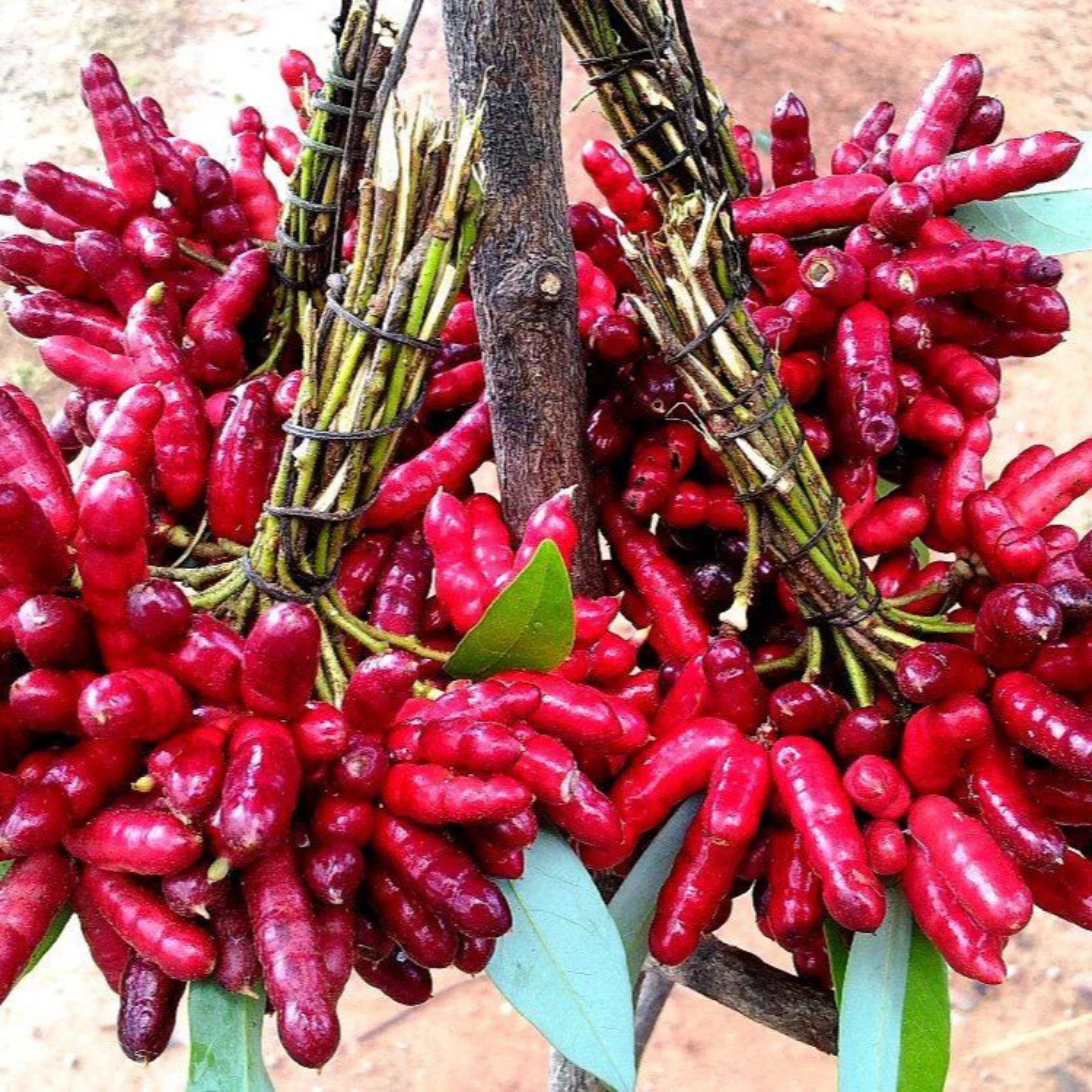 VL Amazon Bird Leg Rare Fruit Live Plant