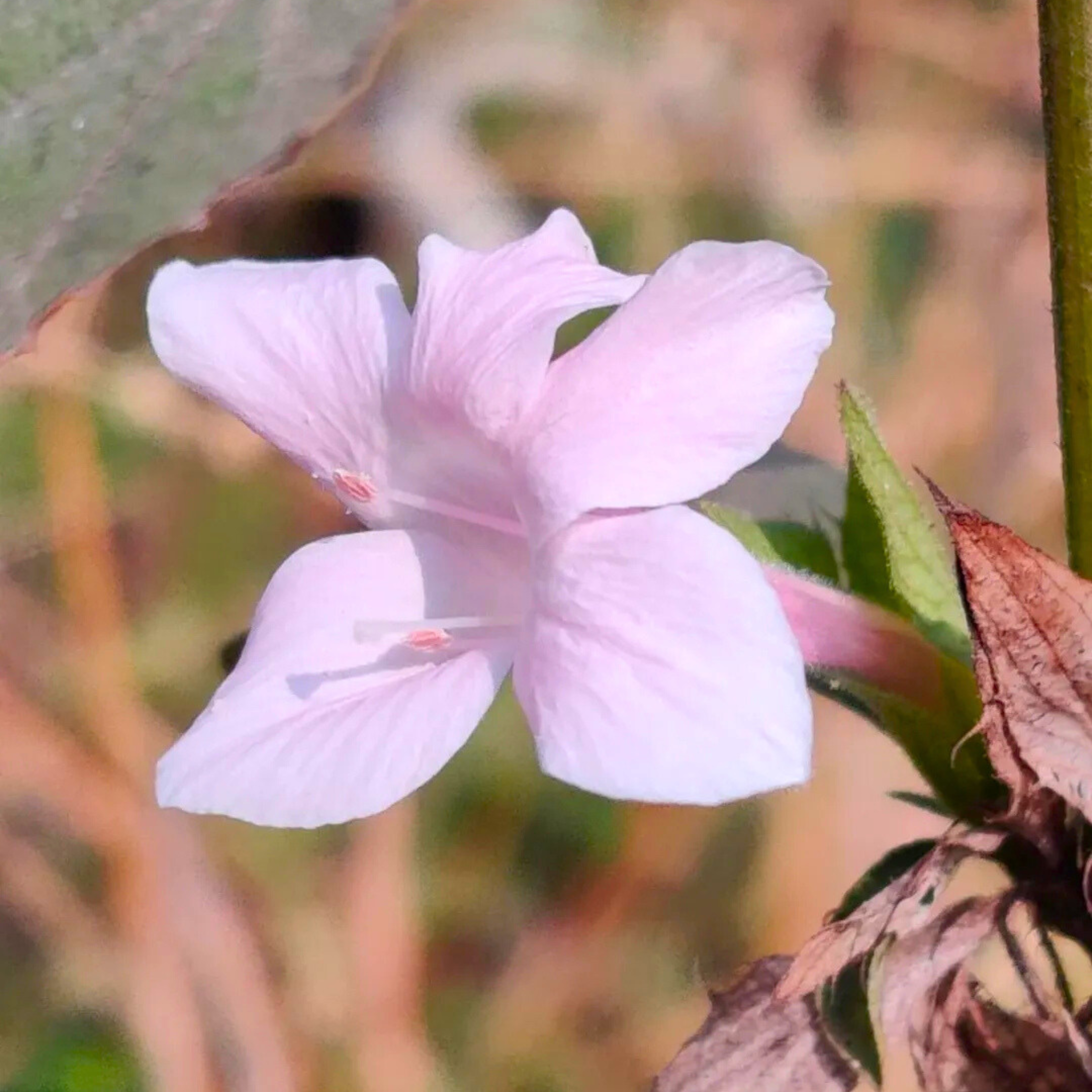 MR December Flower Baby Pink (Barleria cristata) All Time Flowering Live Plant - view 4