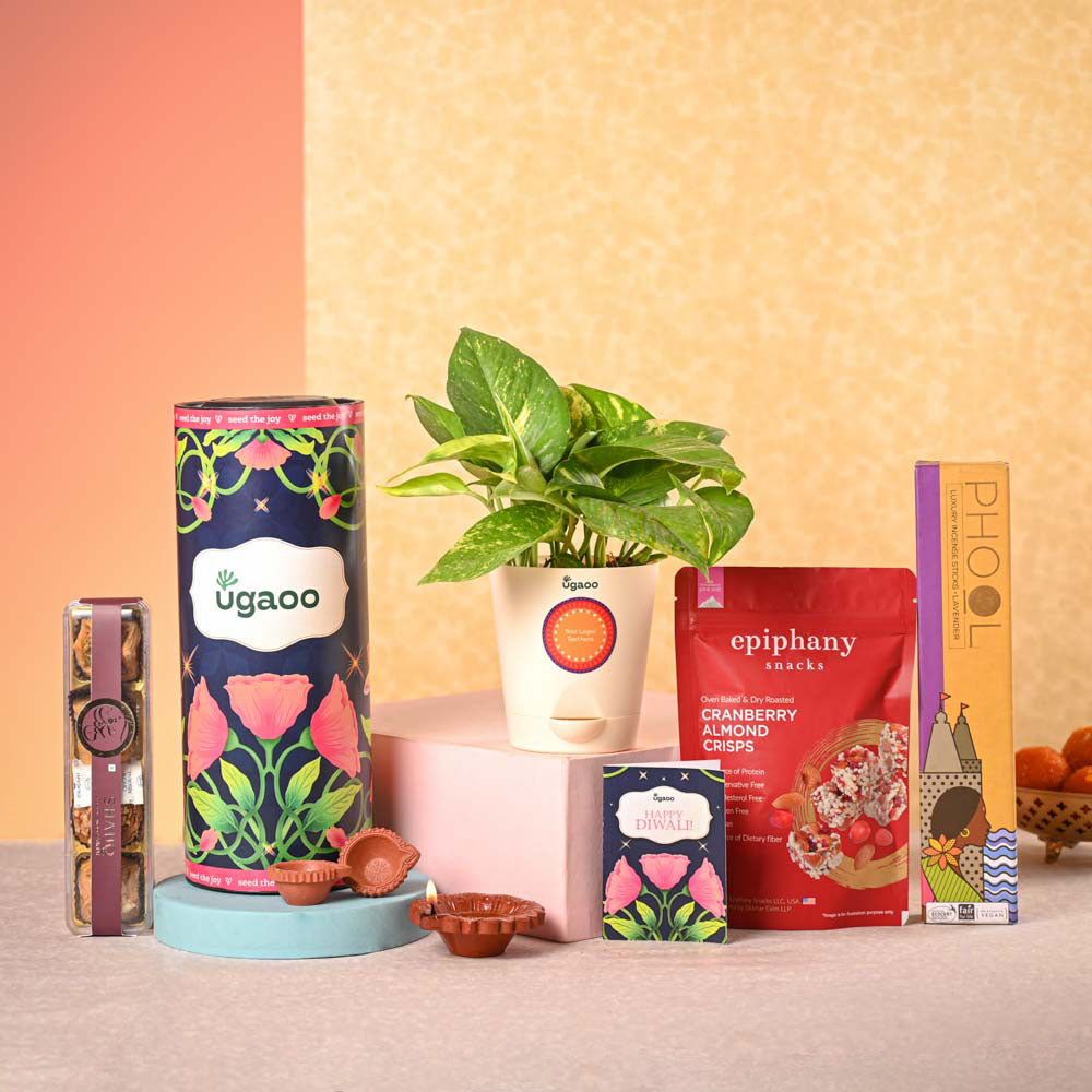Ugaoo Money Plant Variegated & Phool Diwali Gift Hamper