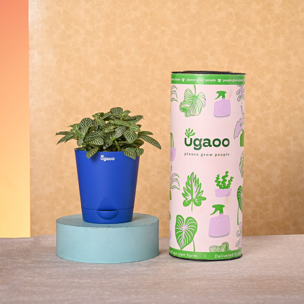 Ugaoo Navratri Celebration Plant Bundle - view 8