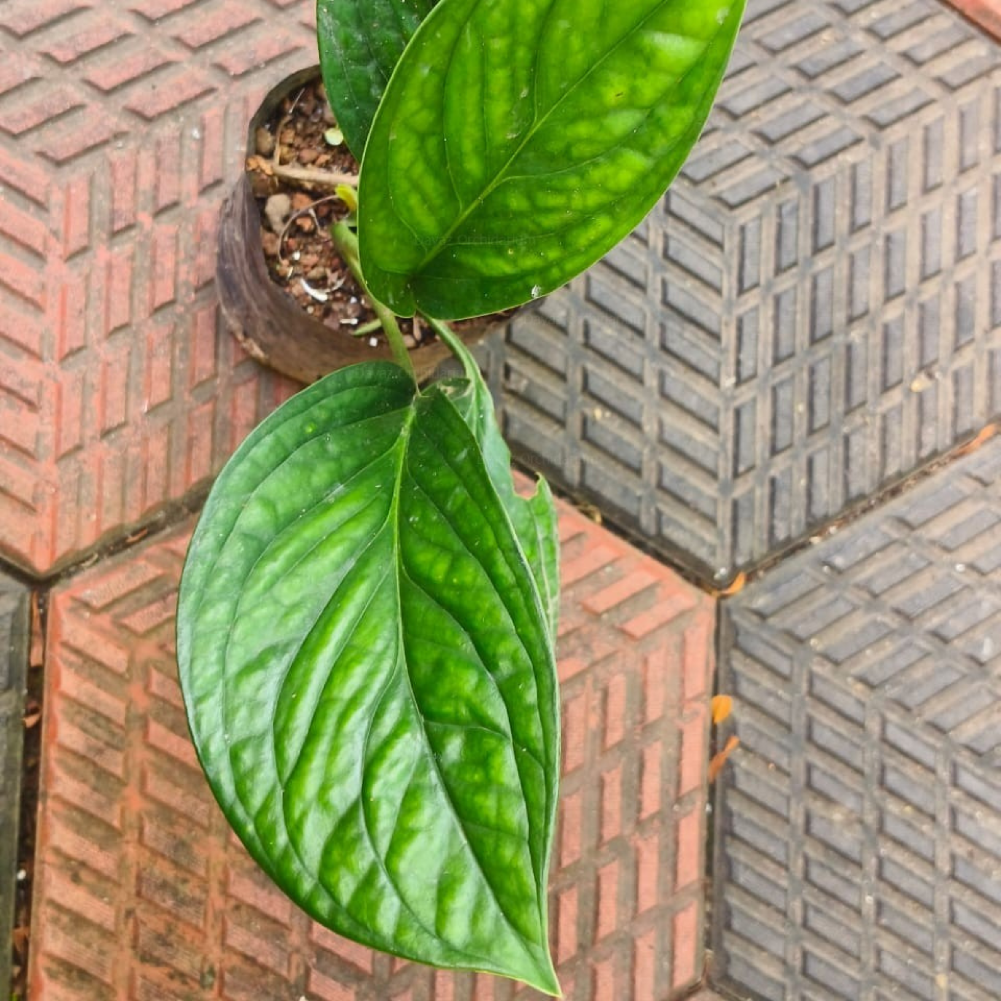 DZ Philodendron Peru Indoor/Outdoor Live Plant