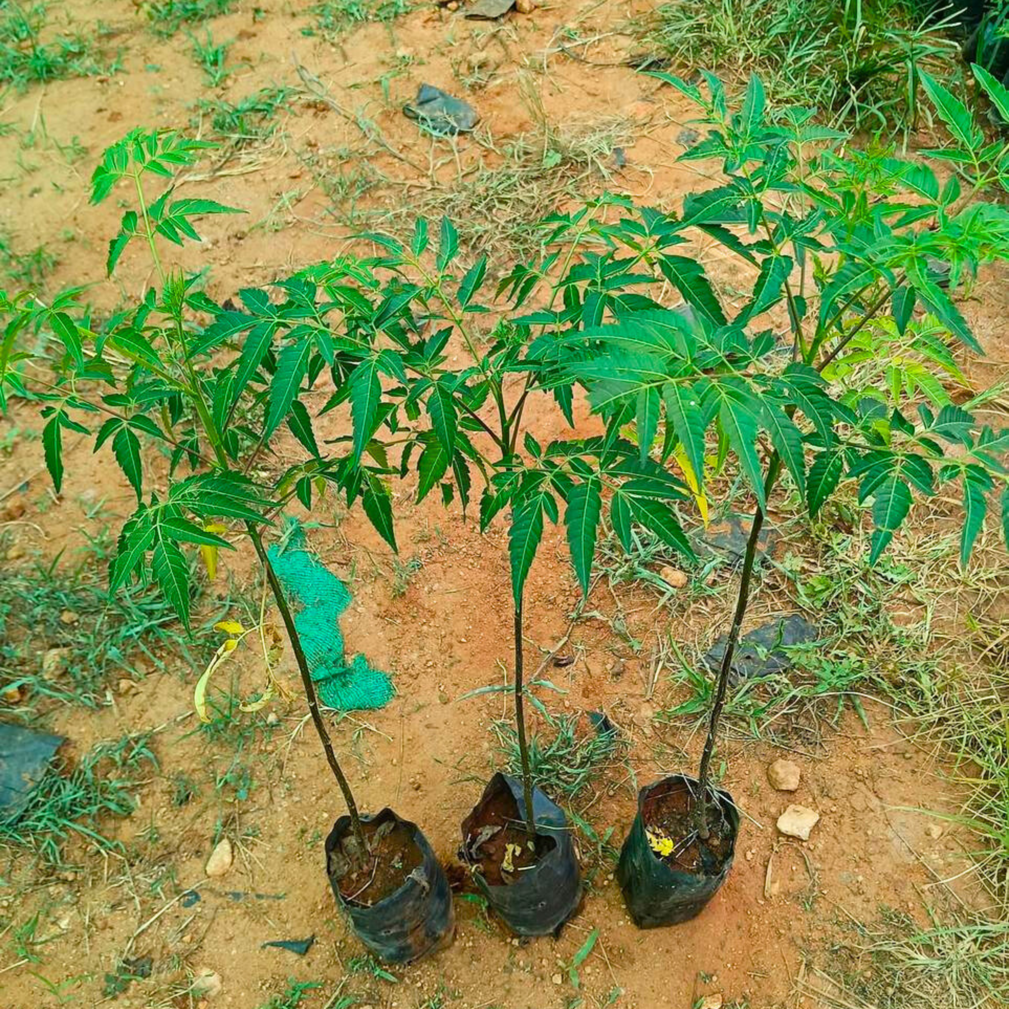 MR Malabar Neem (Melia dubia) Live Plant - view 3