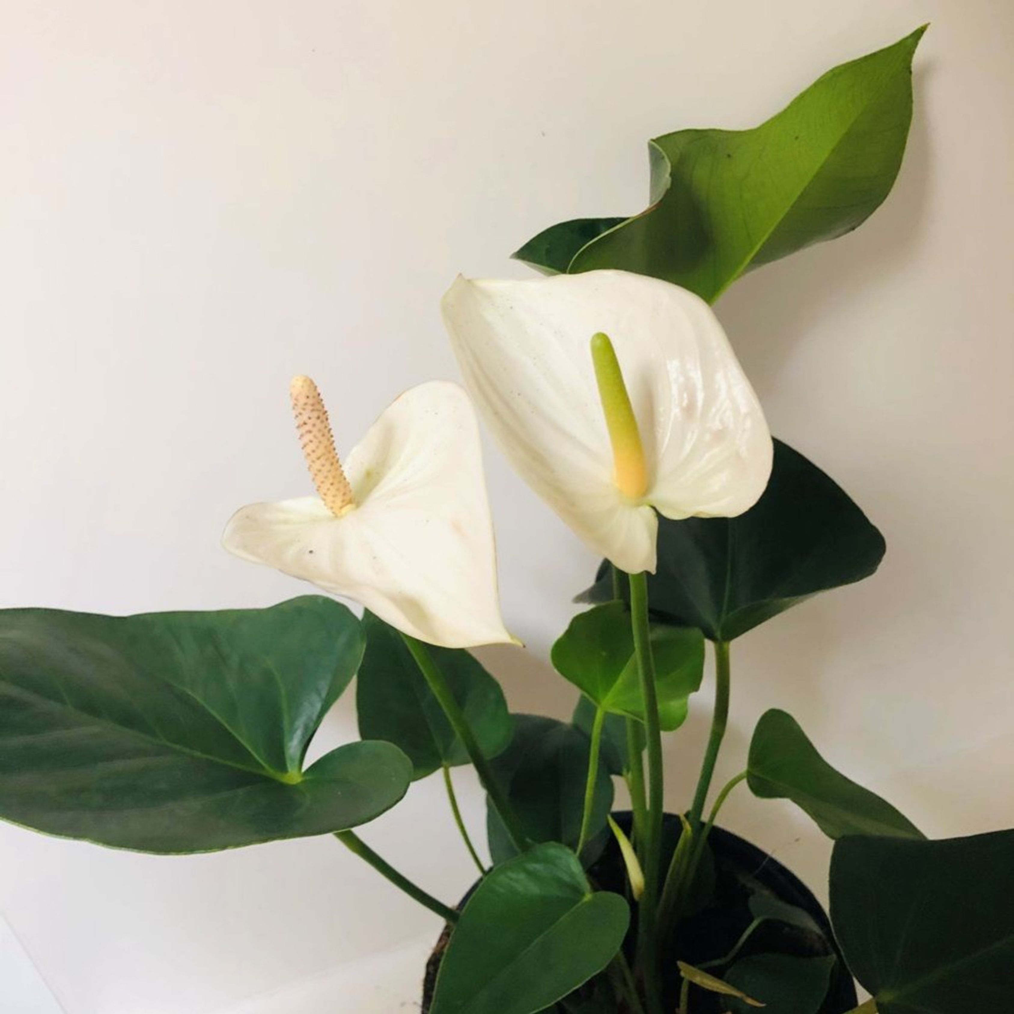 DZ Dwarf Anthurium Andraeanum White Heart Indoor/Outdoor Live Plant - view 2