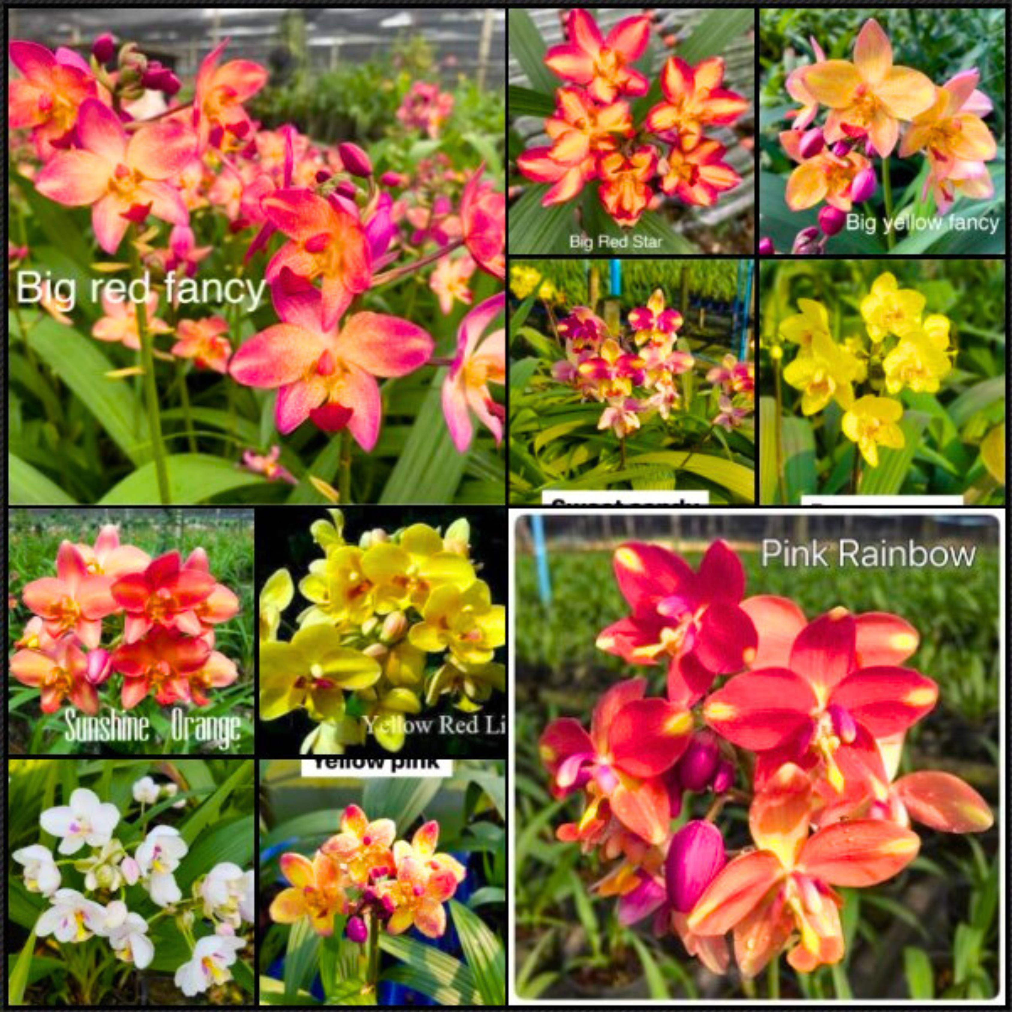 DZ Ground Orchids 5 Colour Combo (Spathoglotis) Three Bulbs Each - view 2