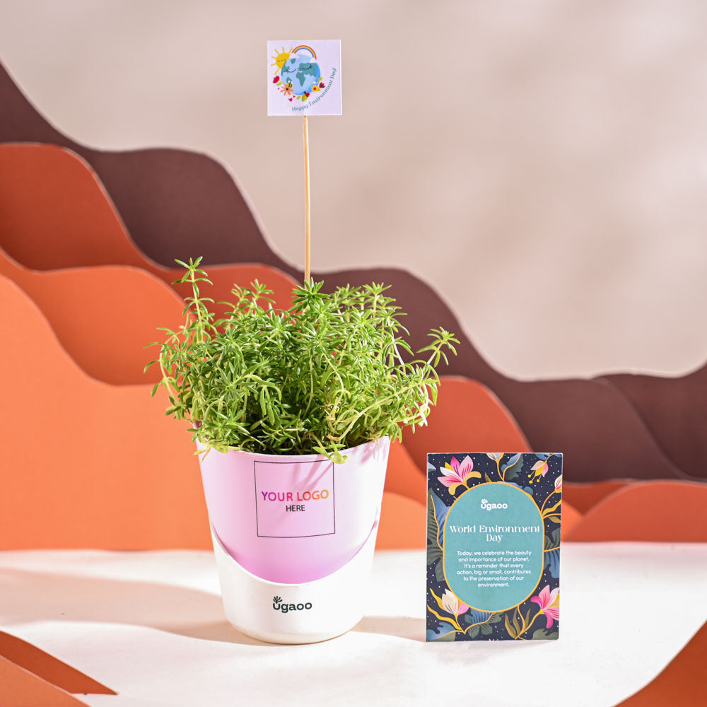 Ugaoo Golden Sedum Plant For Environment Day Gifting - view 26