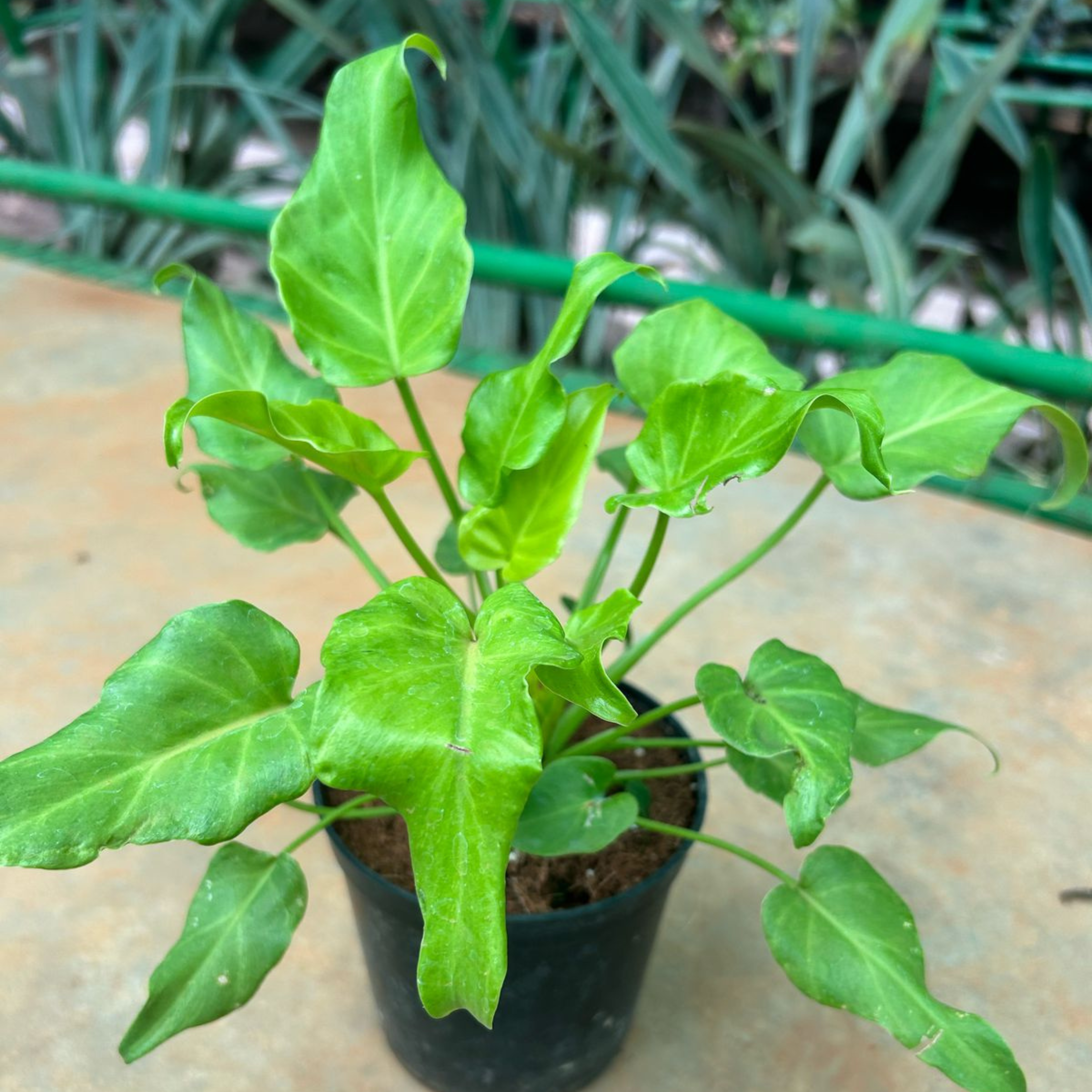 MR Philodendron Xanadu Gold Indoor / Outdoor Live Plant - view 2