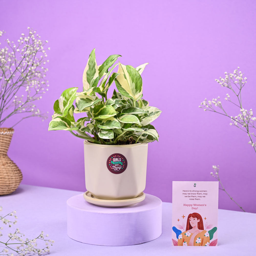 Ugaoo Money Plant N'Joy in Ceramic Pot Women's Day Gift