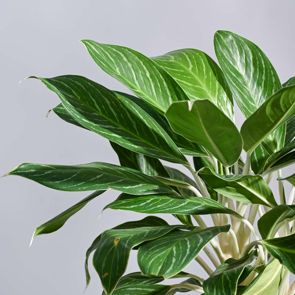 Ugaoo Aglaonema Stripes Plant - XL - view 2