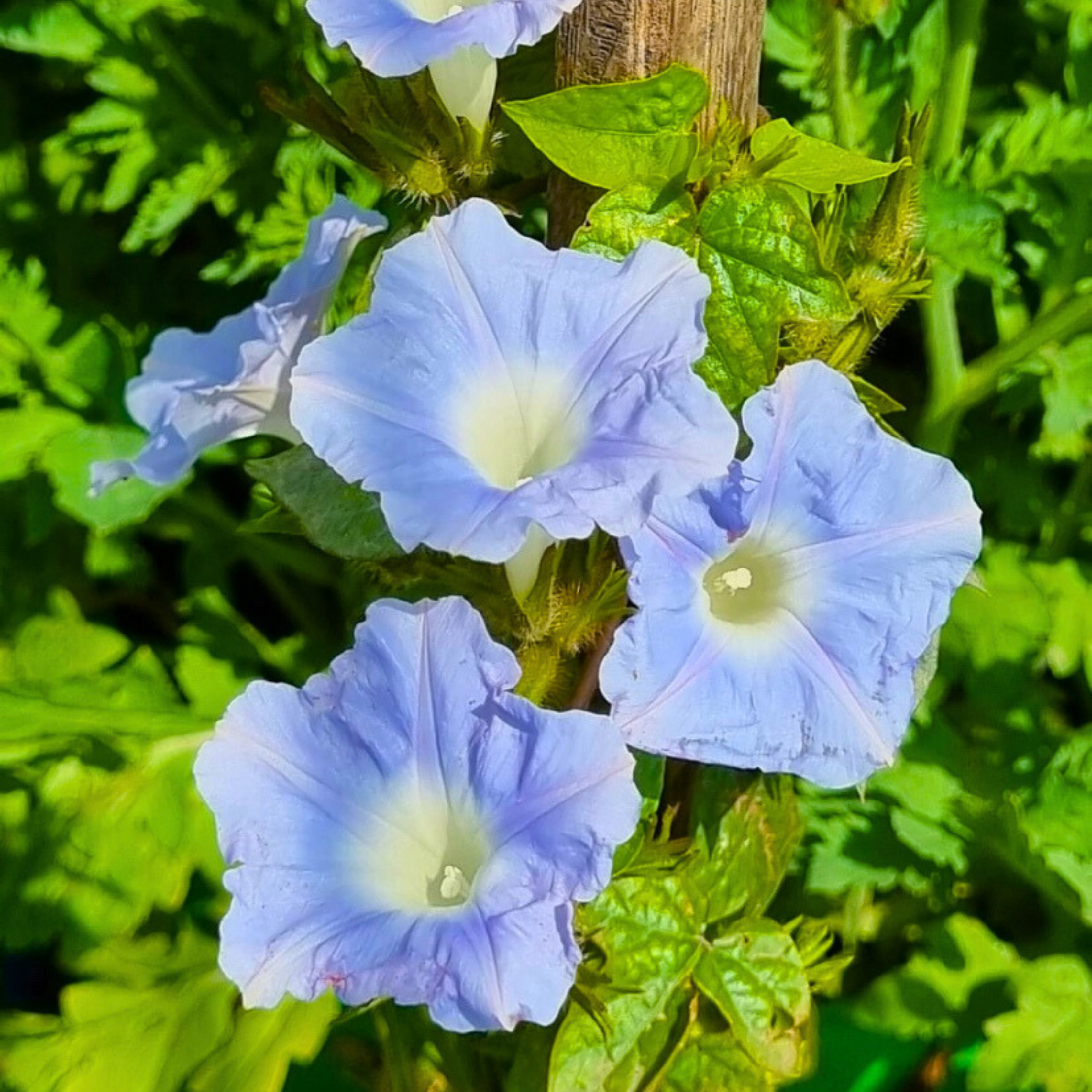 MR Sky Blue Morning Glory (Ipomoea) All Time Flowering Live Plant