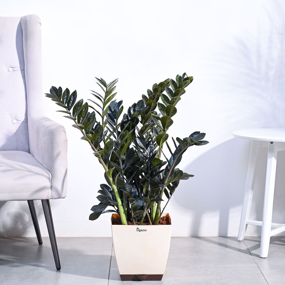 Ugaoo ZZ Black Plant - XL