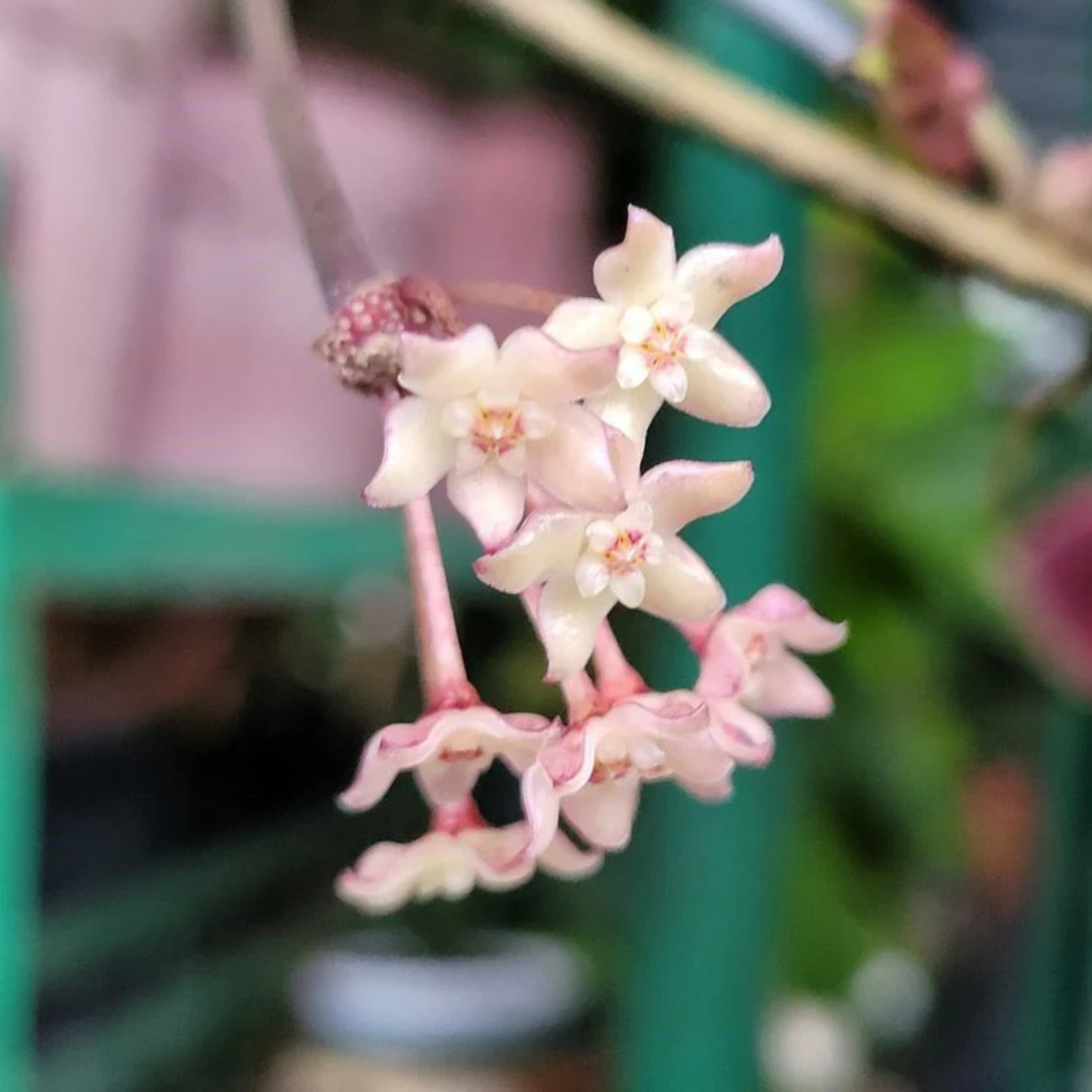 DZ Hoya Macrophylla Albomarginata