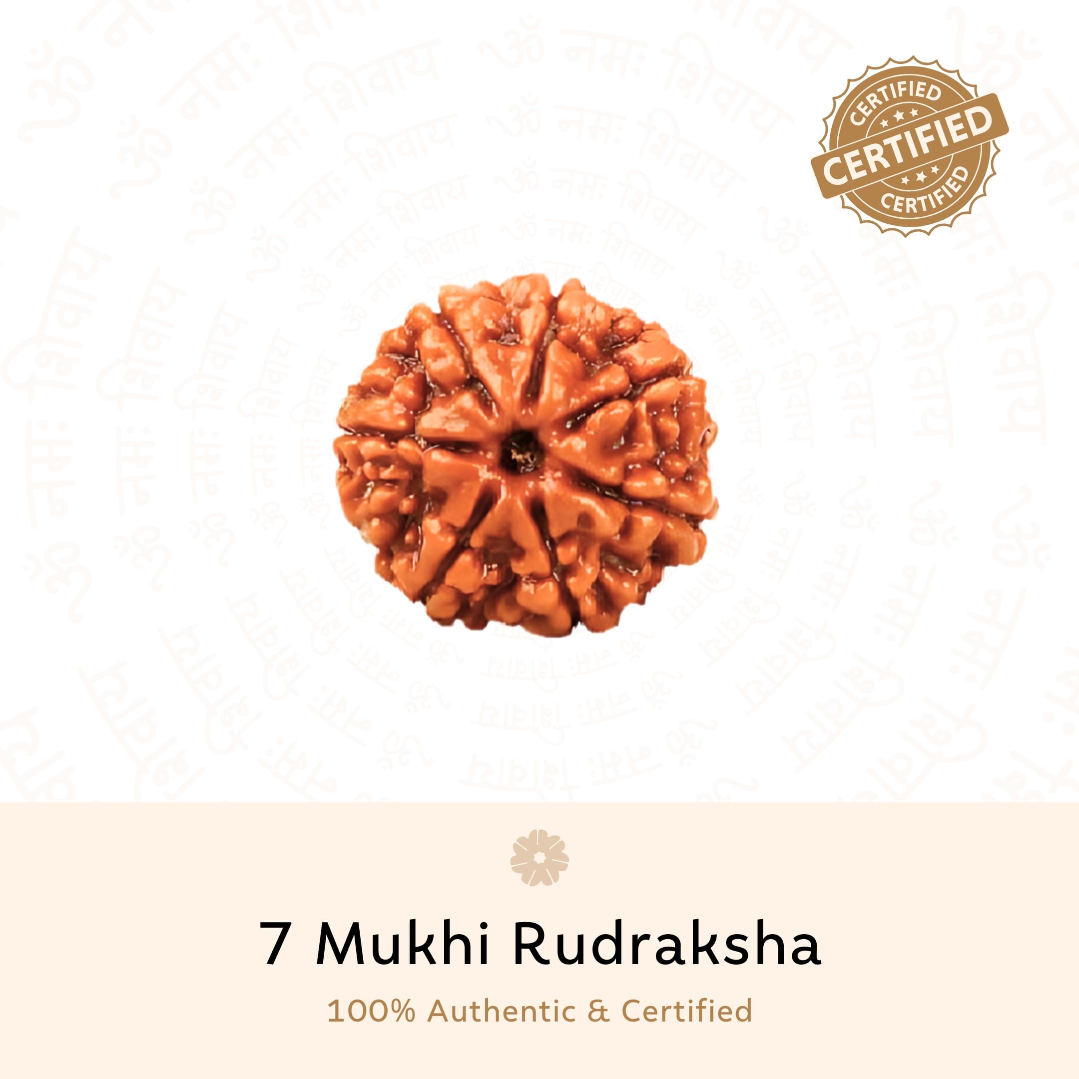 Prinjal Jewellers 7 Mukhi Rudraksha ( Nepali ) - view 2
