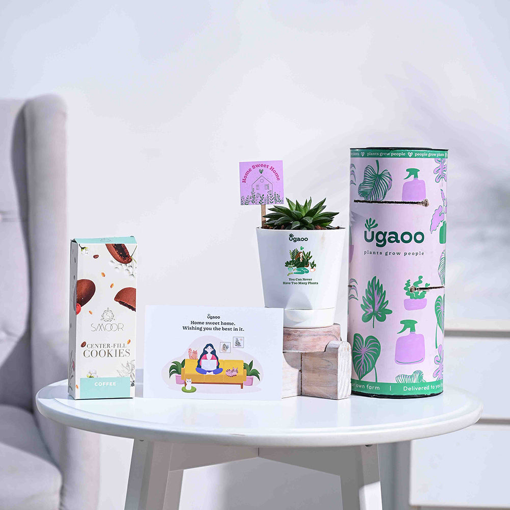 Ugaoo Haworthia Turgida Housewarming Gift Hamper
