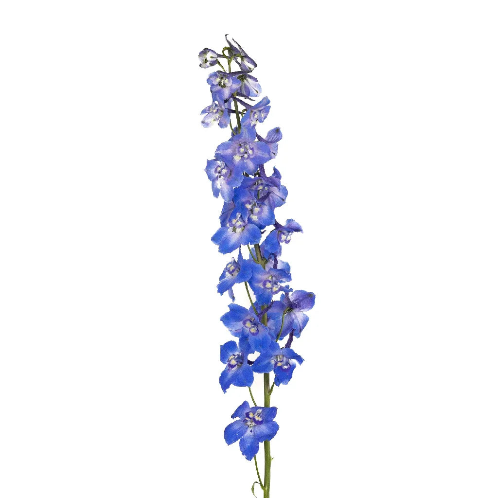 FiftyFlowers Royal Dark Blue Delphinium Flower - view 2