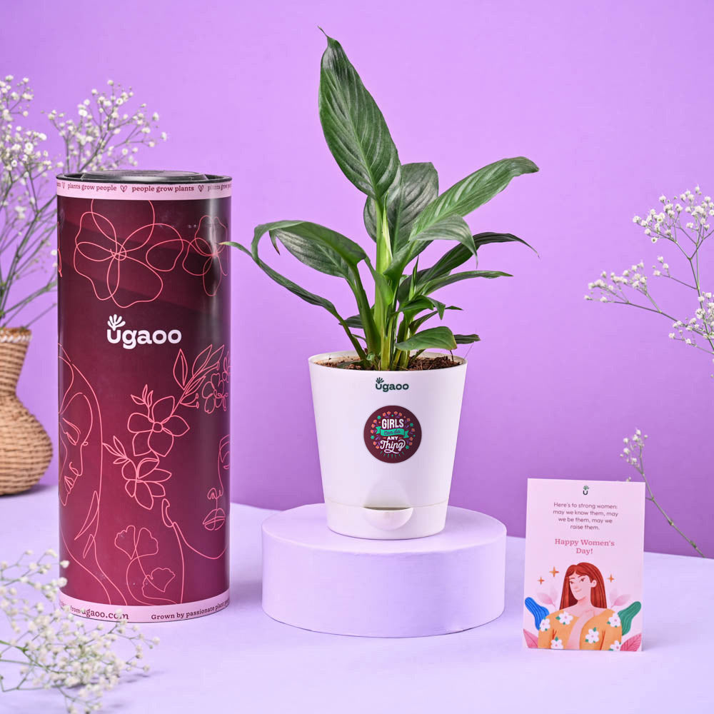 Ugaoo Peace Lily Women's Day Gift