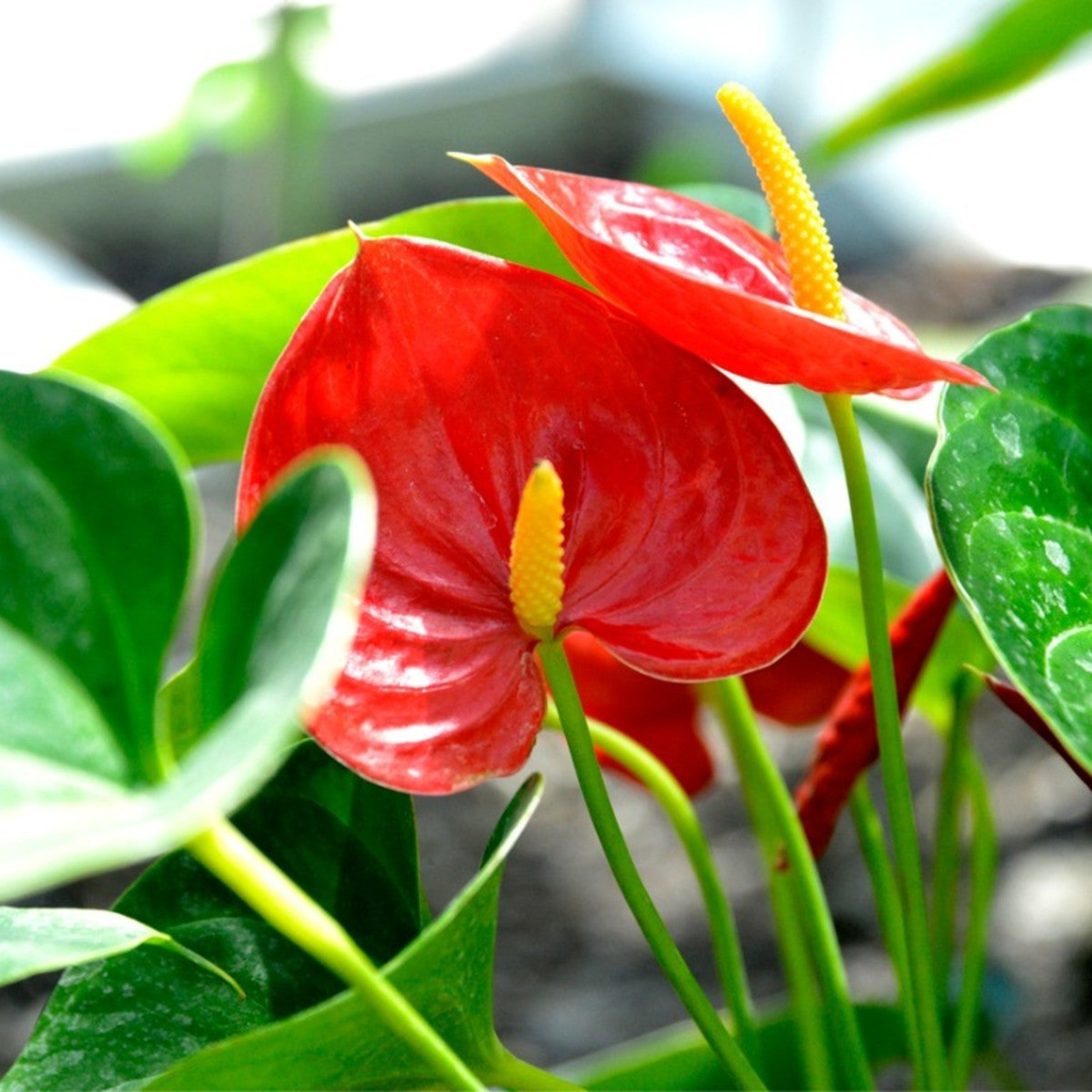 DZ Dwarf Anthurium Painters Palette Indoor/Outdoor Live Plant - view 2