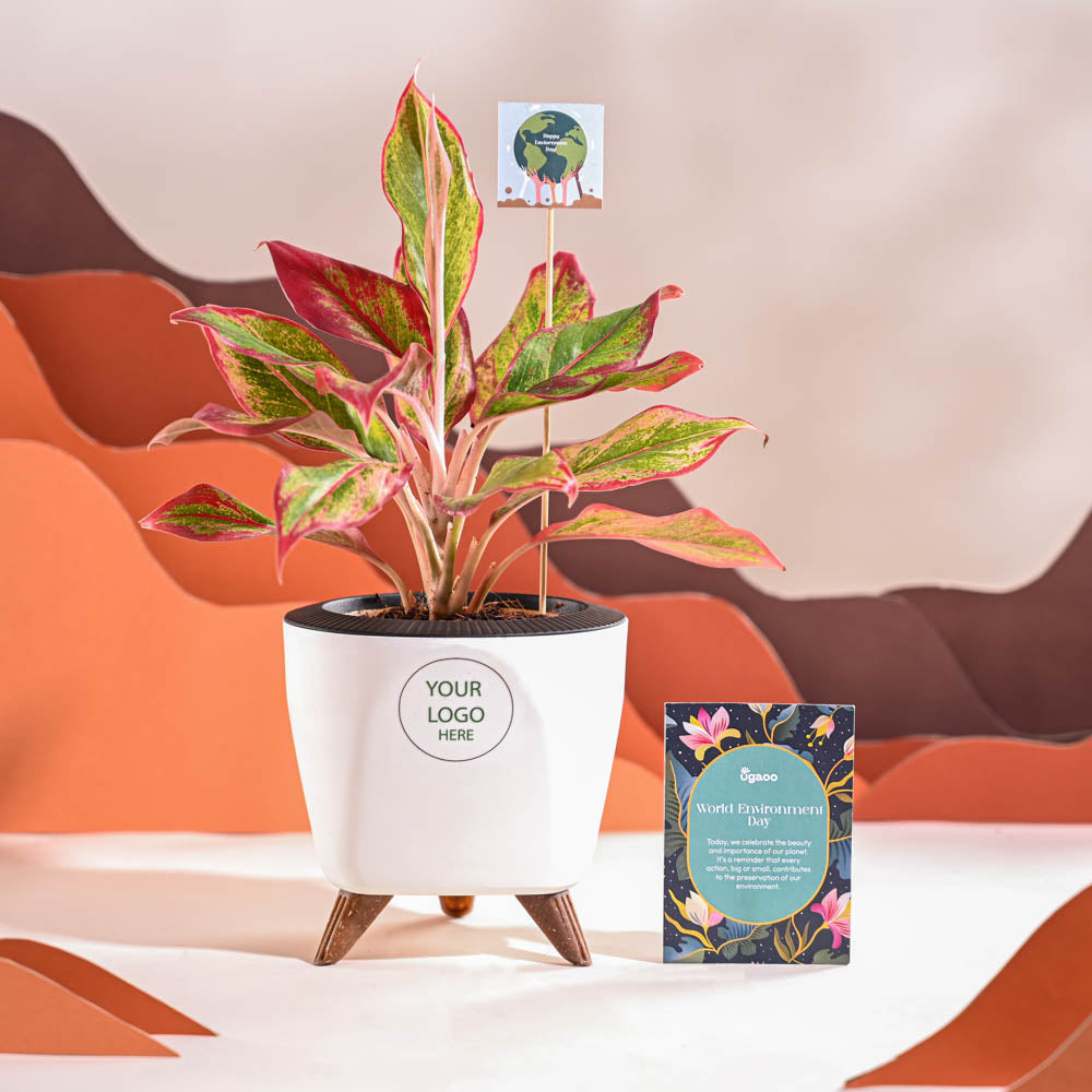 Ugaoo Aglaonema Red Plant For Environment Day Gifting - view 37