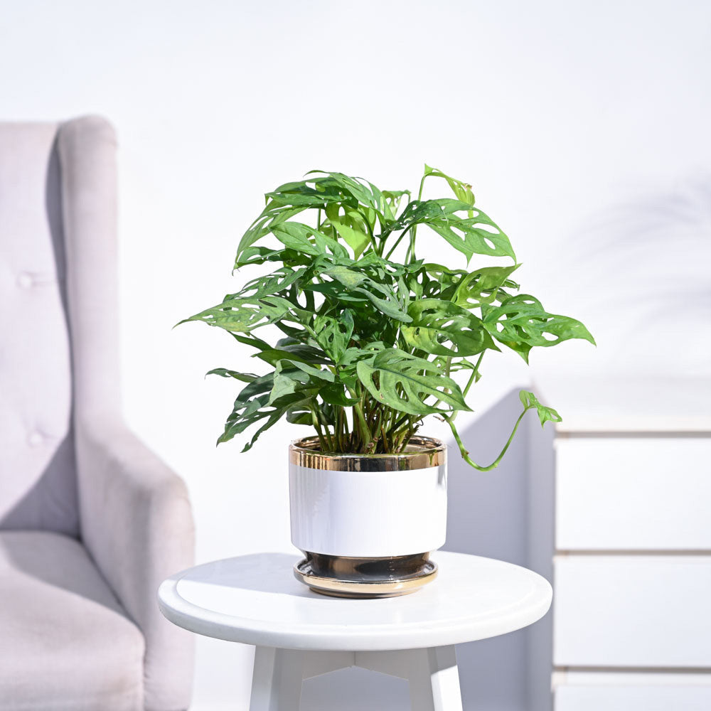 Ugaoo Broken Heart Plant