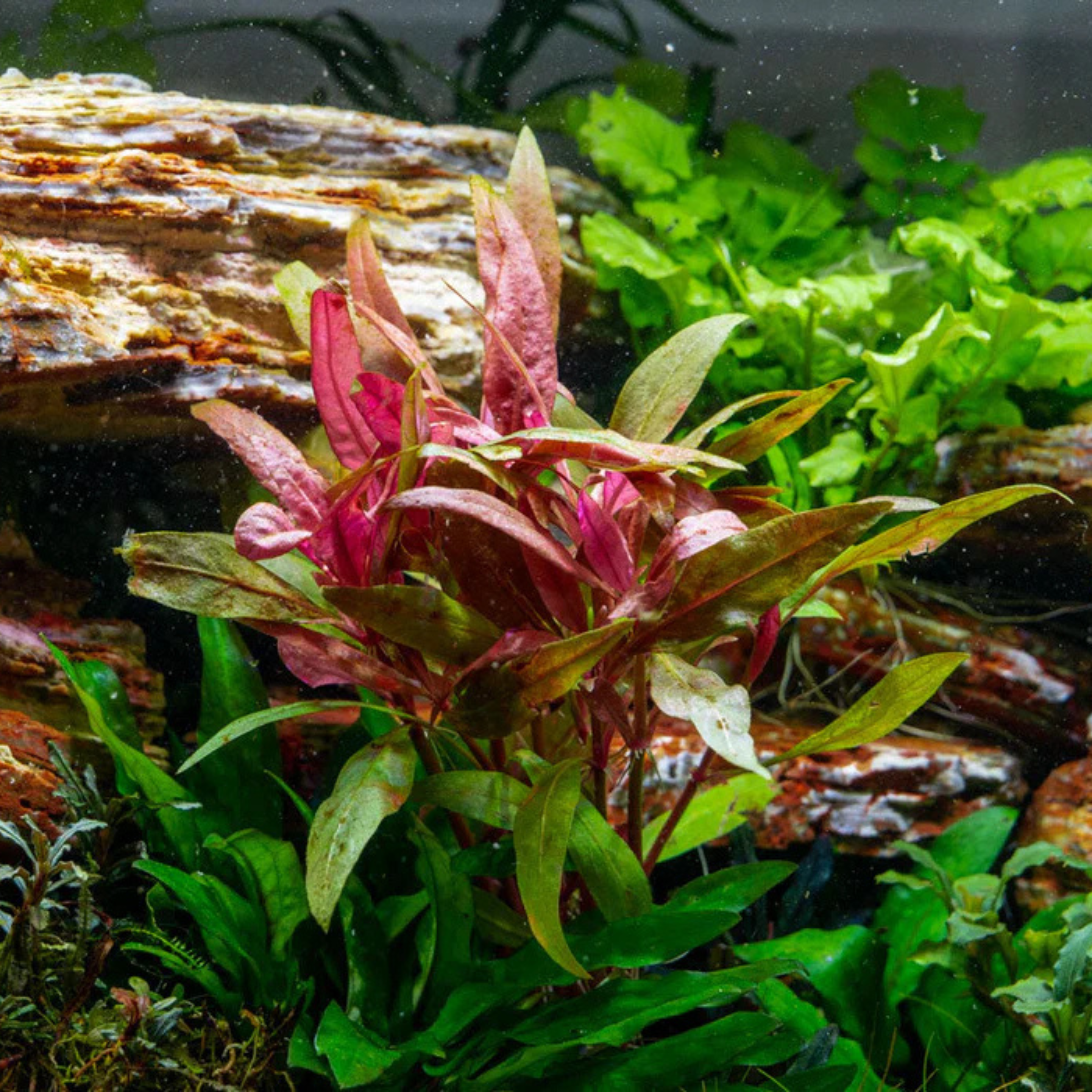 MRWP Alternanthera Reineckii Aquarium Live Plant