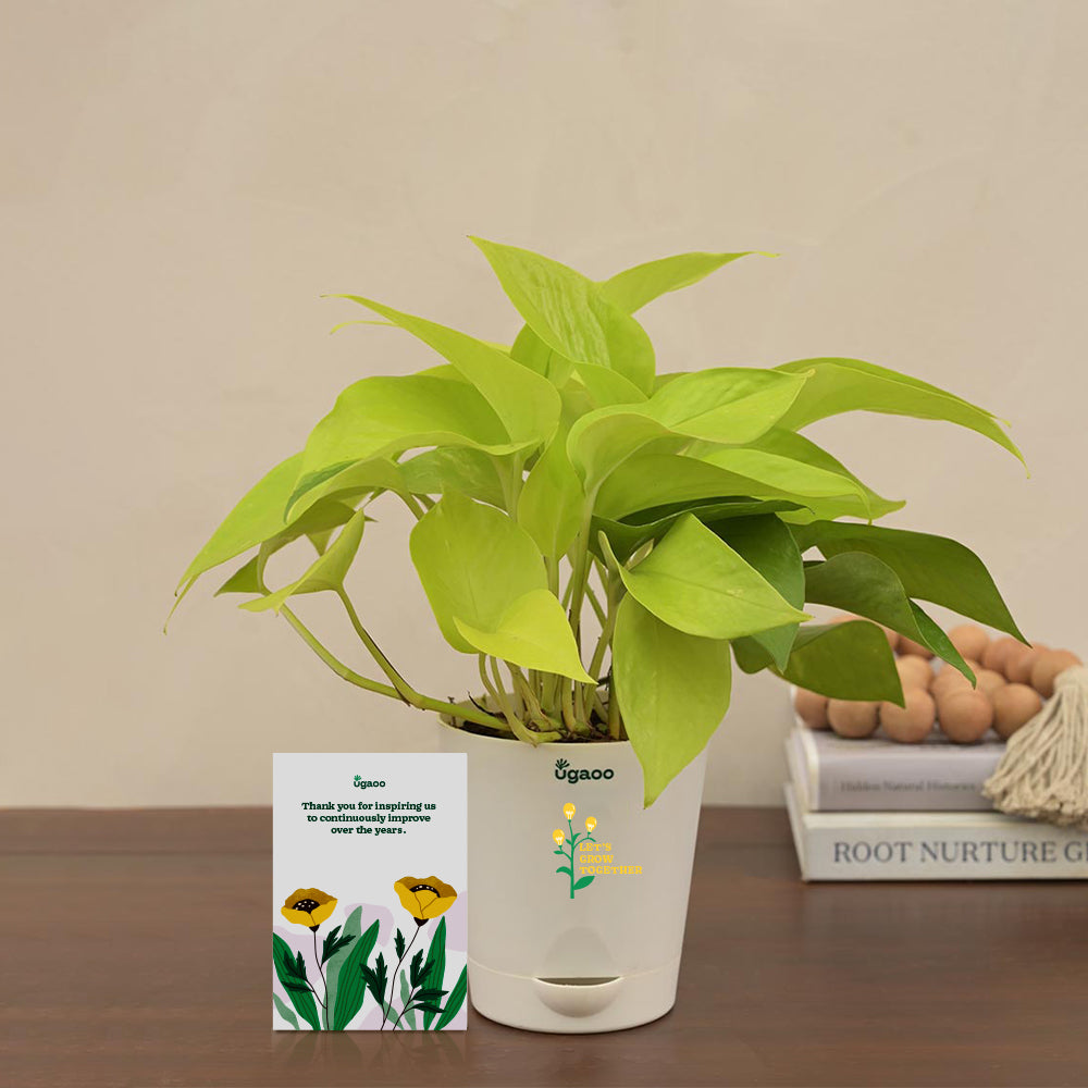 Ugaoo Money Plant Golden Gift Hamper
