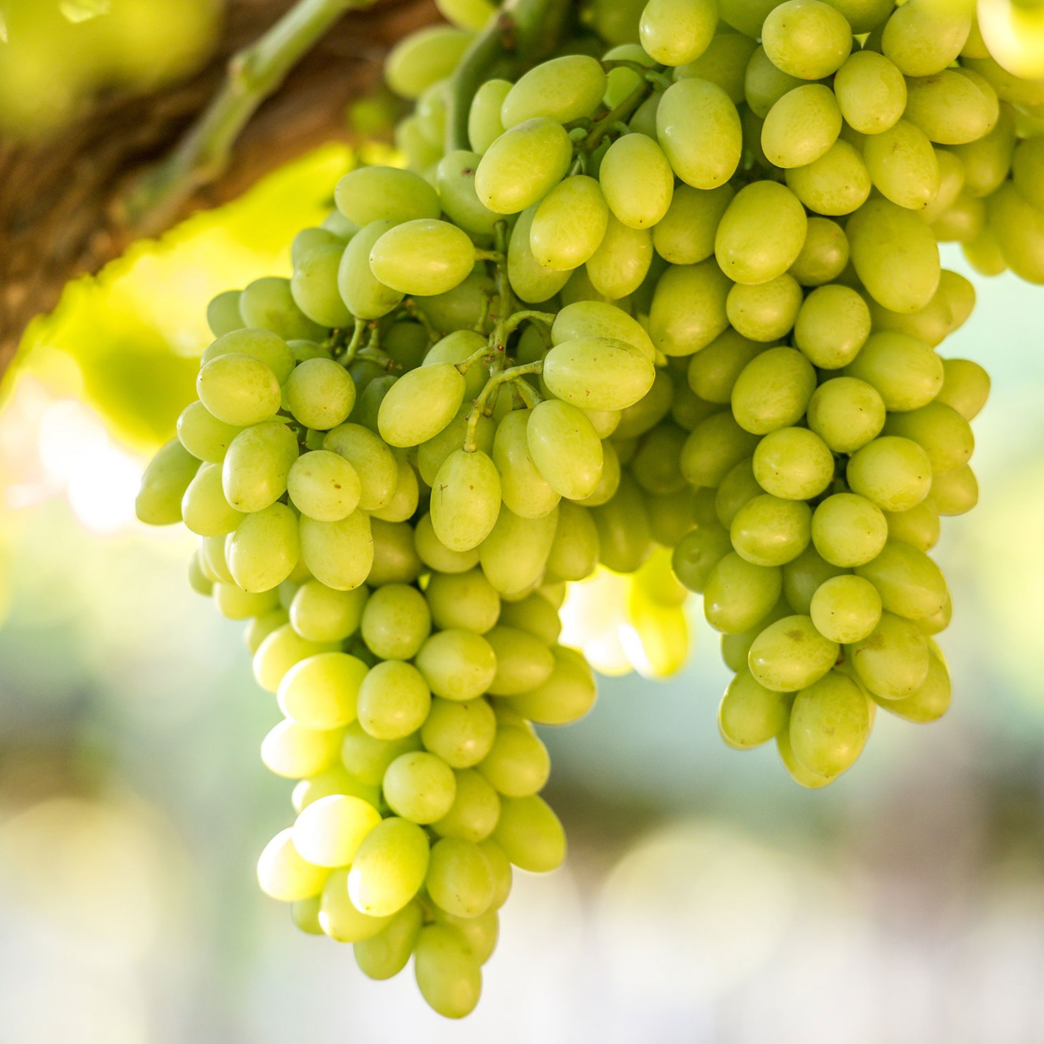 MR Seedless Grapes Green (Vitis vinifera) Fruit Live Plant - view 2