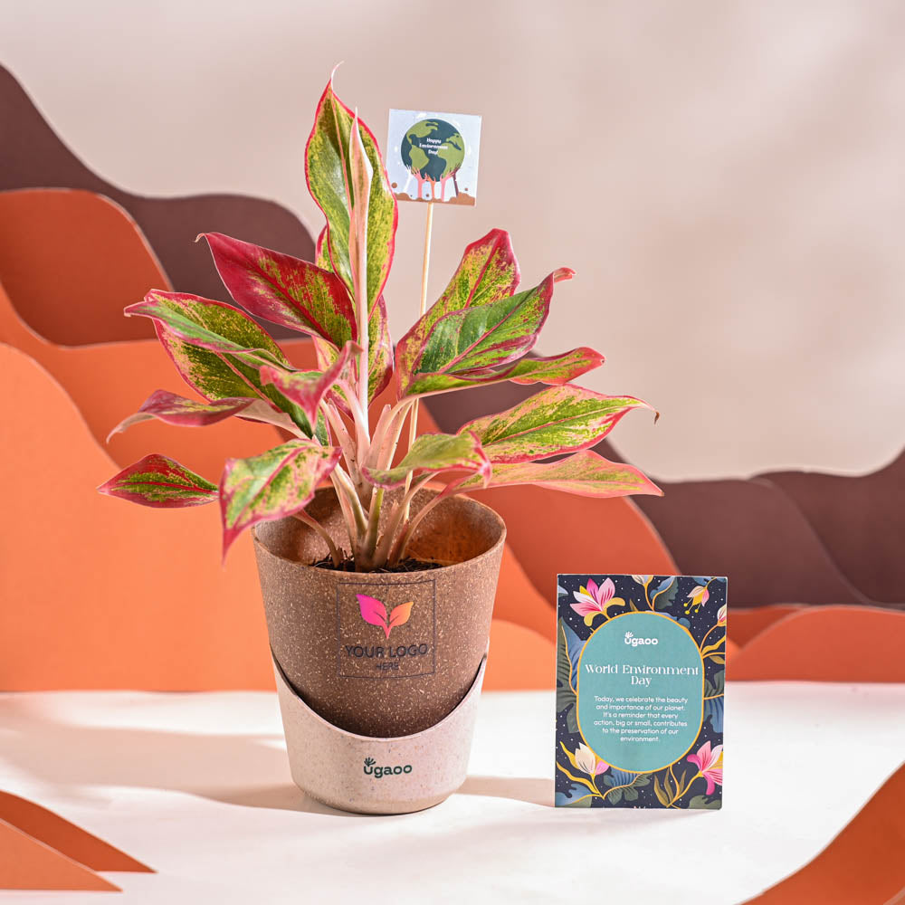 Ugaoo Aglaonema Red Plant For Environment Day Gifting - view 31
