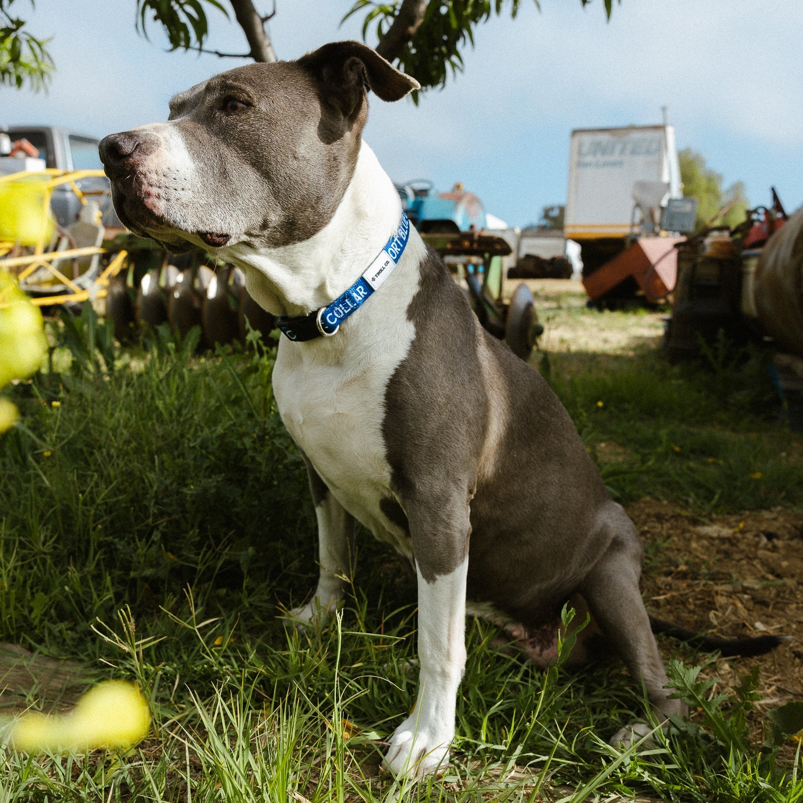 Radial SBC Heavy Duty Dog Collar – Blue - view 4