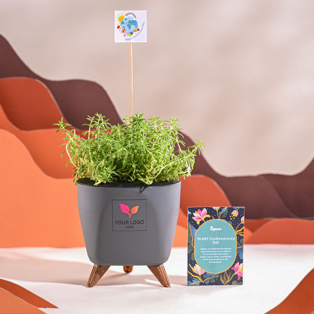 Ugaoo Golden Sedum Plant For Environment Day Gifting - view 43