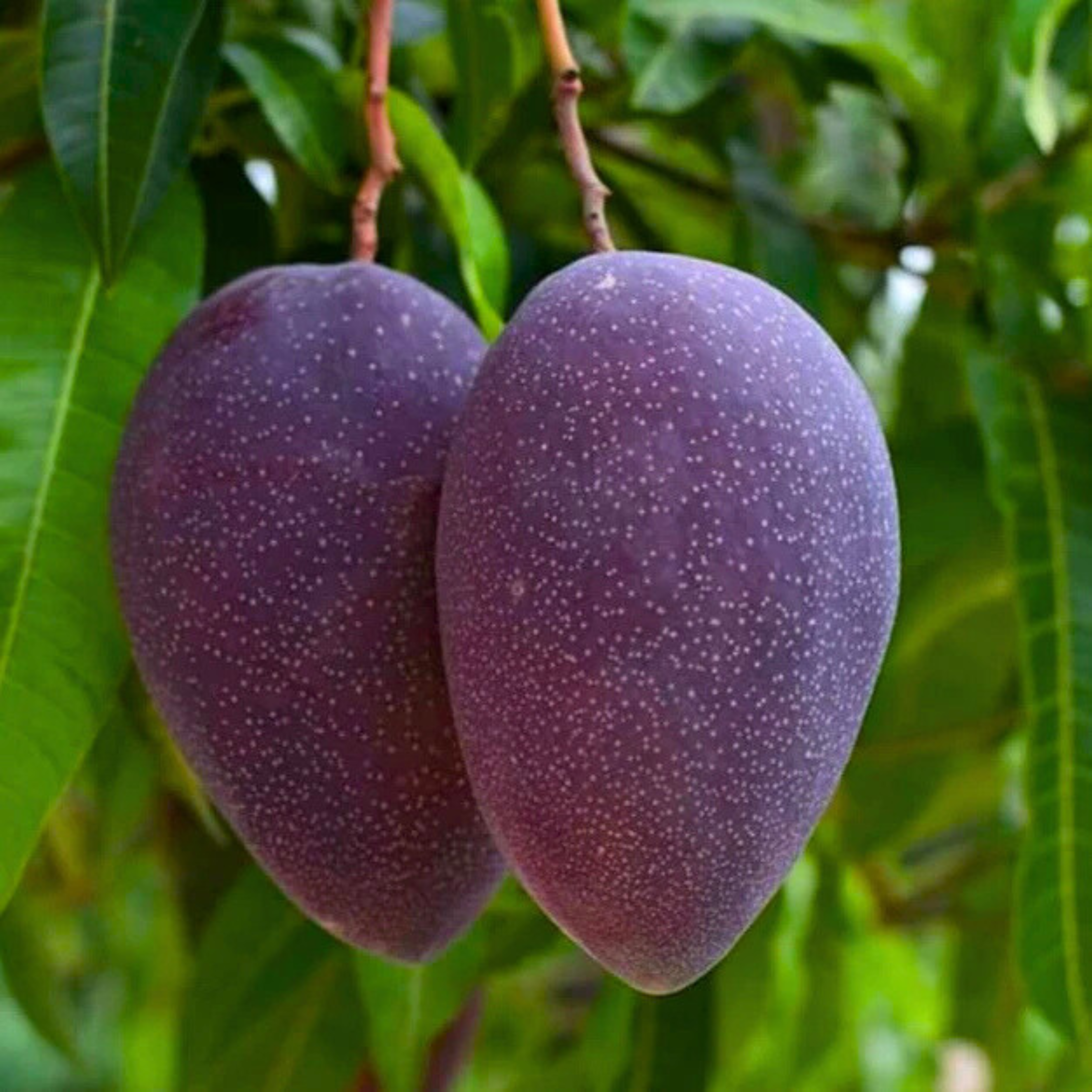 VL Yuwen Mango Grafted Live Plant - view 3