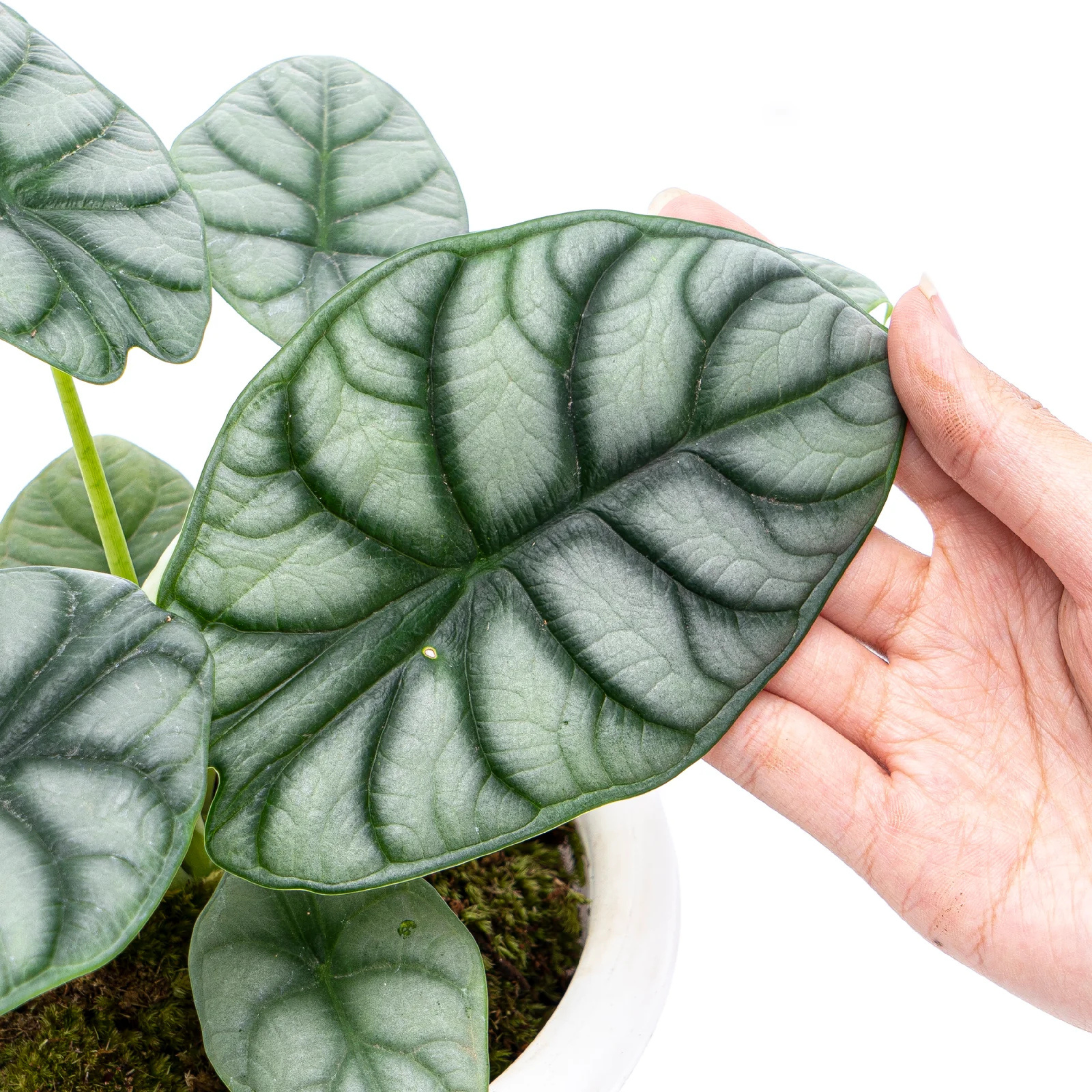 DZ Alocasia Silver Dragon Big Indoor / Outdoor Live Plant - view 4