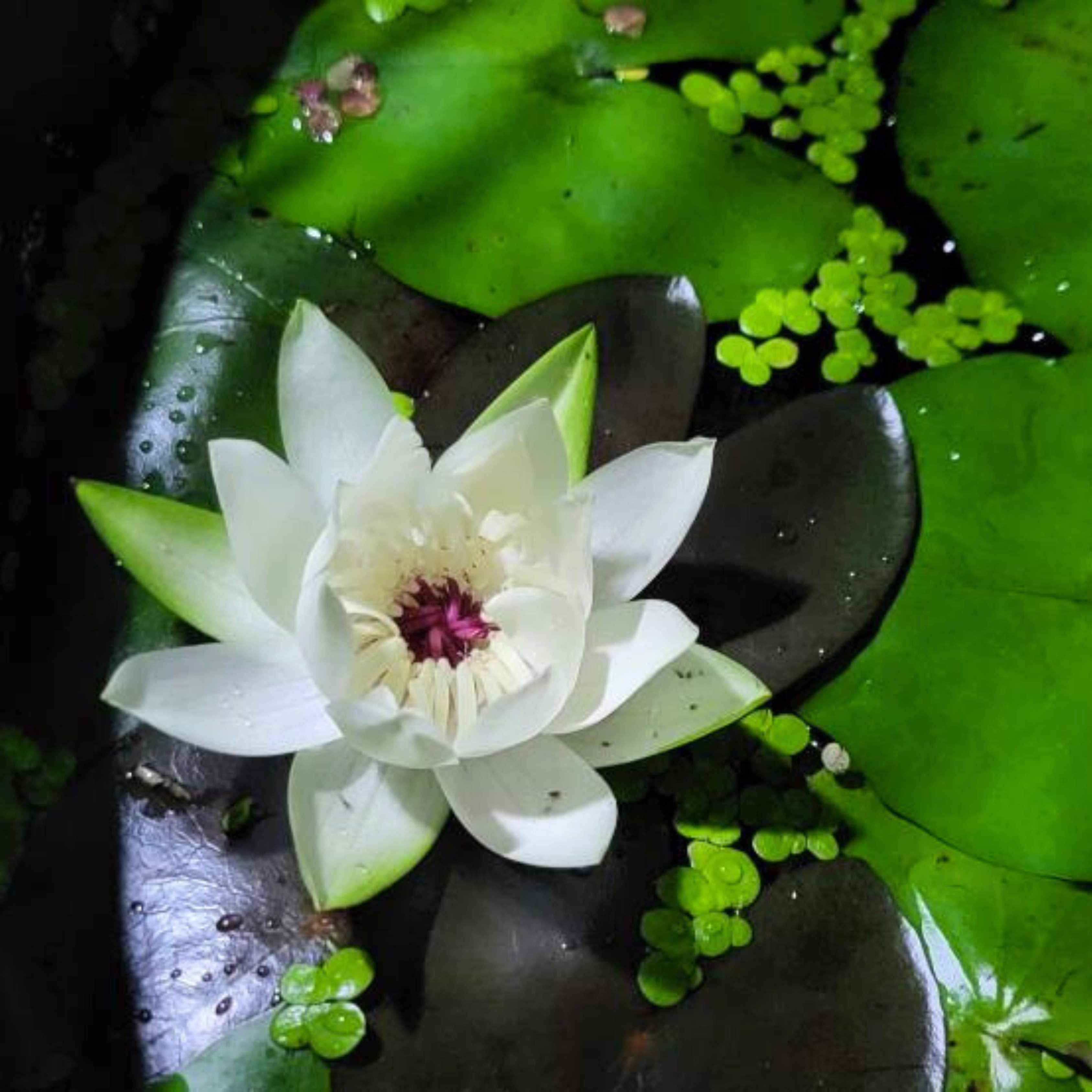 DZ Nymphaea Peru Puerto Maldonado SP - view 2